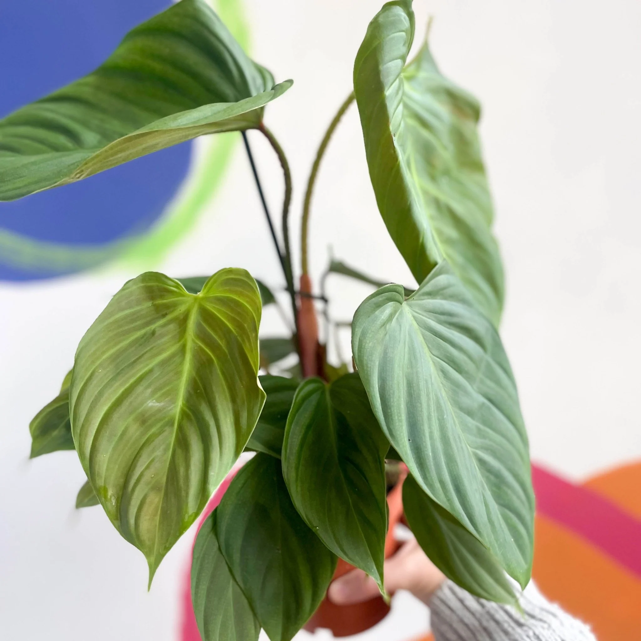 Philodendron	nangaritense 'Fuzzy Petiole' - Image 5