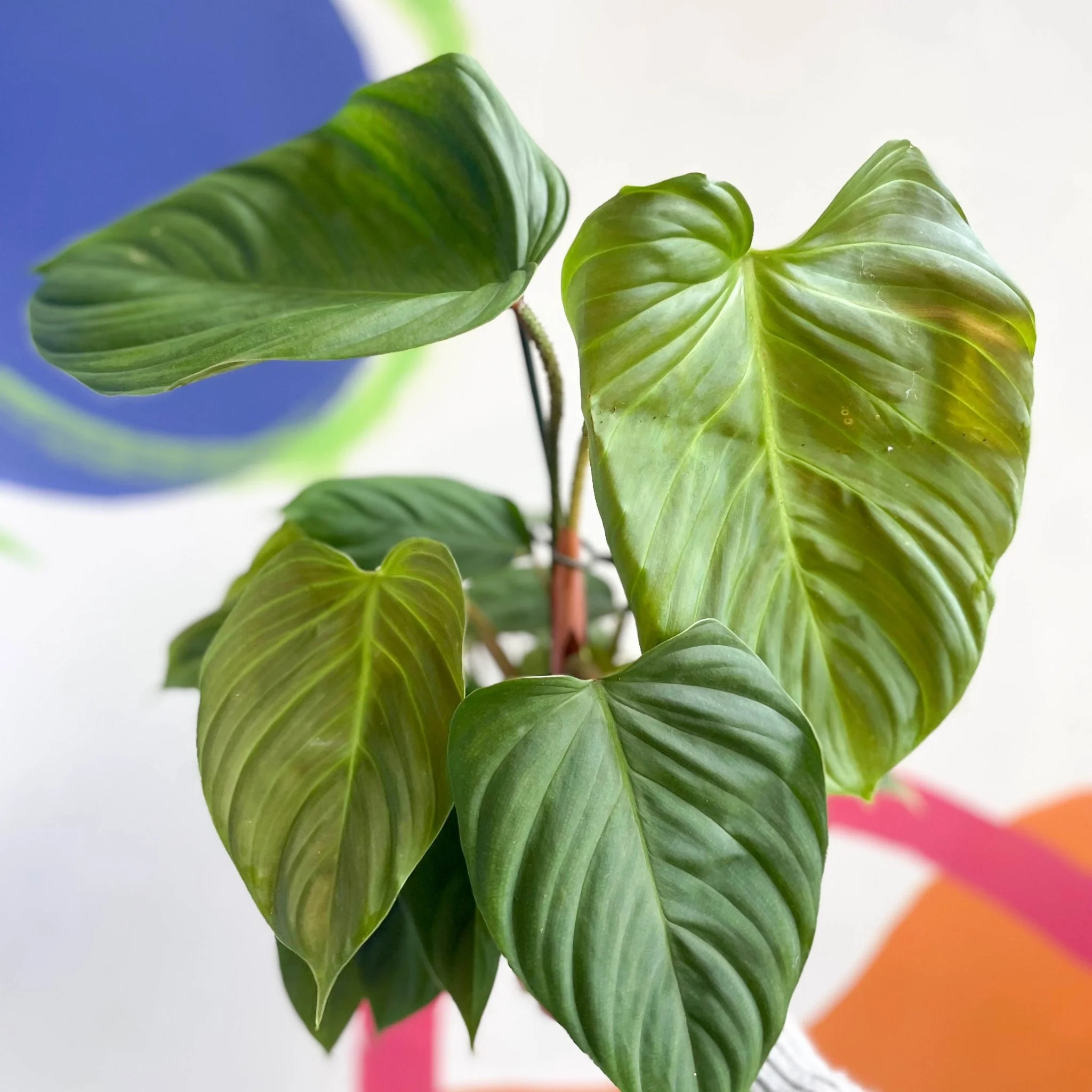 Philodendron	nangaritense 'Fuzzy Petiole' - Image 6