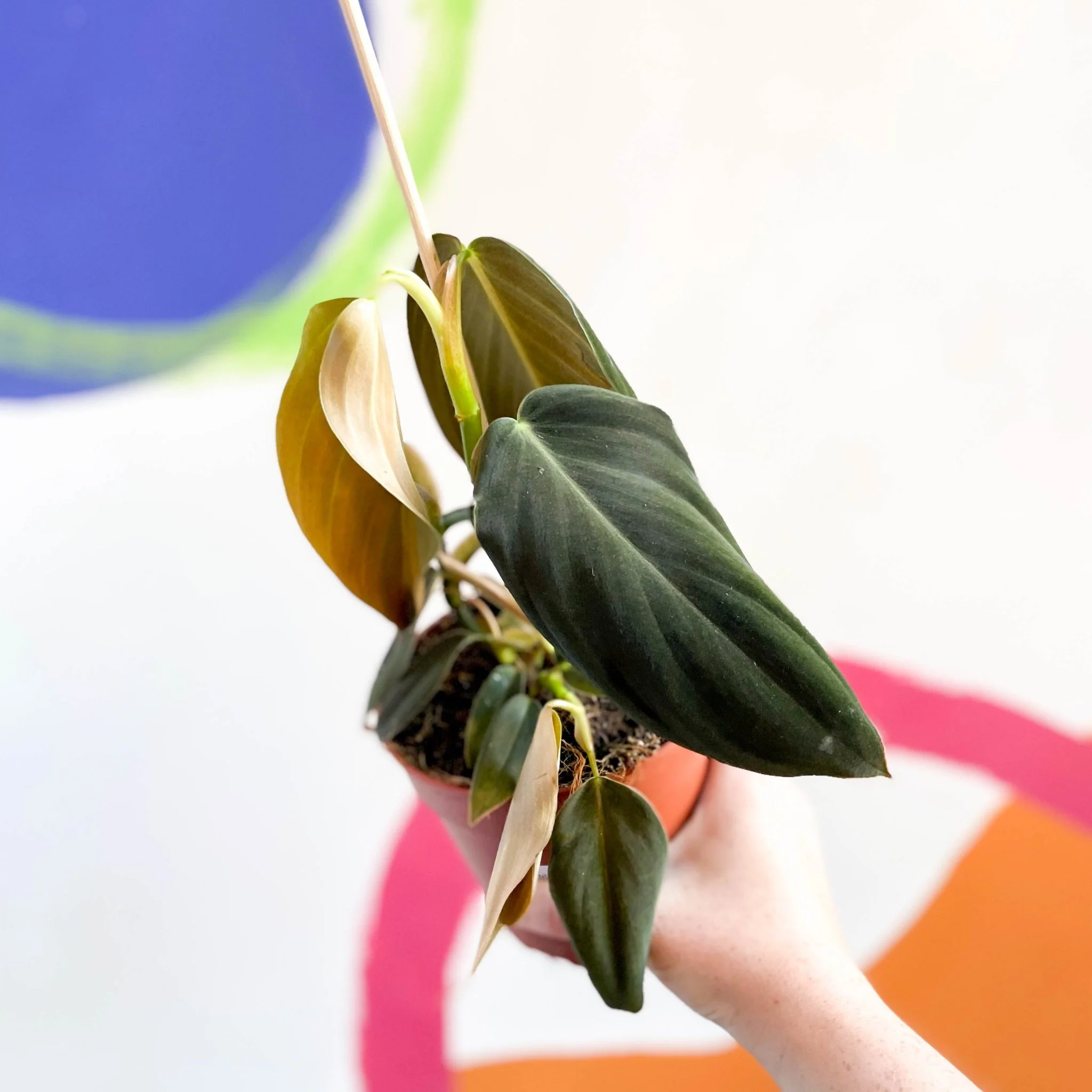 Philodendron gigas - Image 2