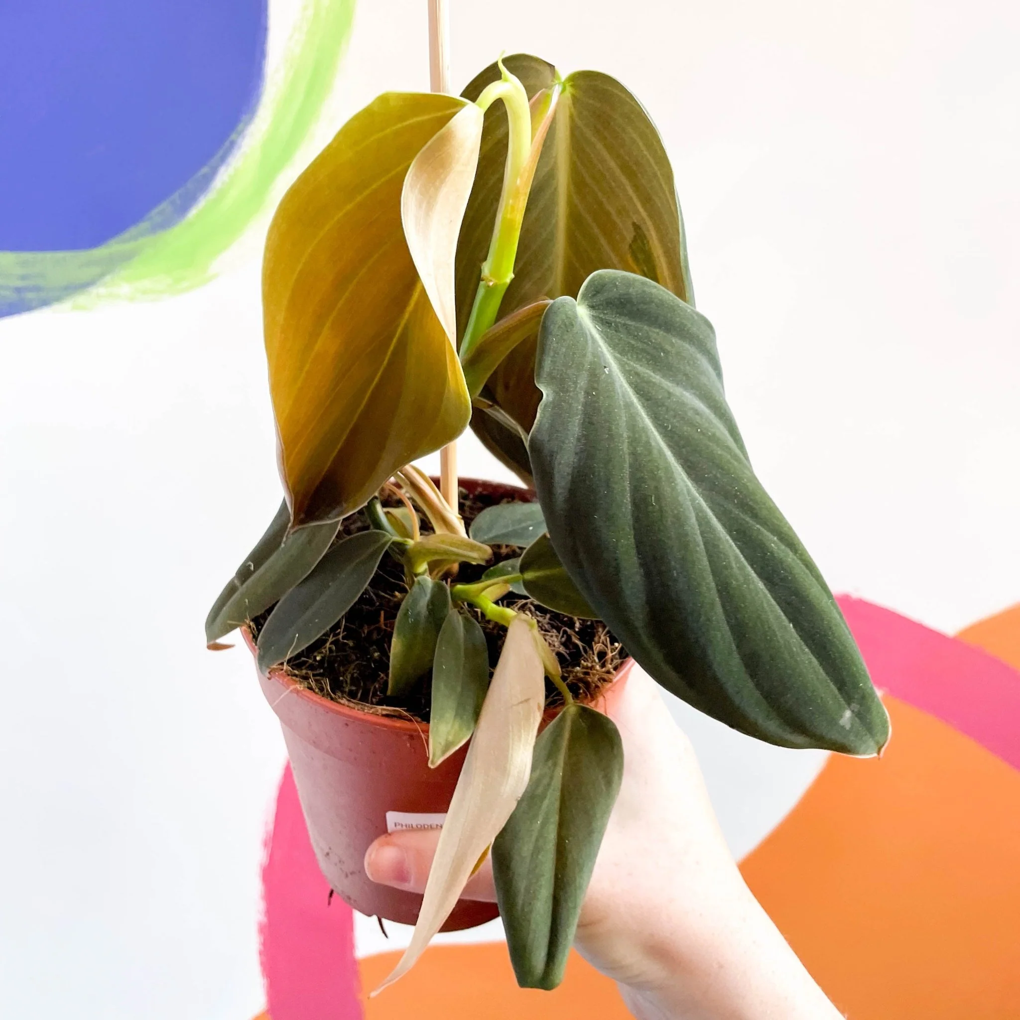 Philodendron gigas - Image 3