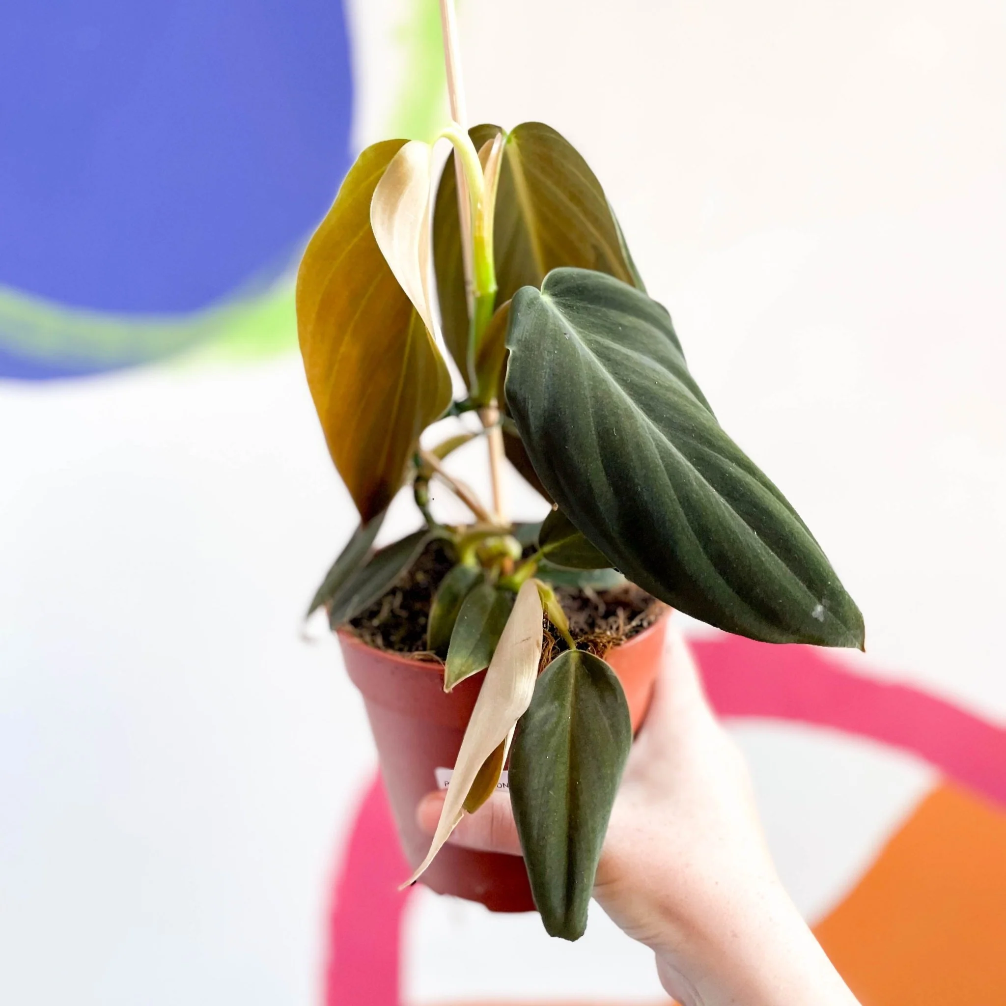 Philodendron gigas - Image 4