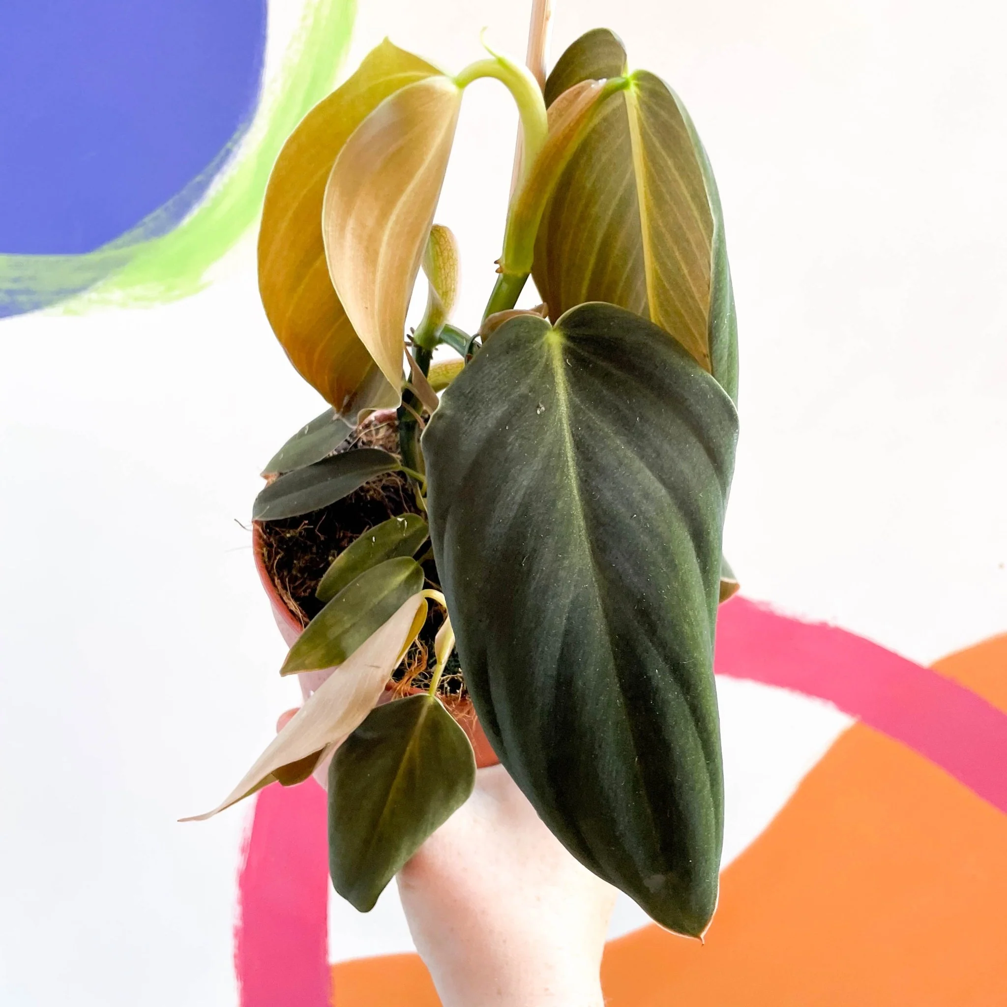 Philodendron gigas - Image 5