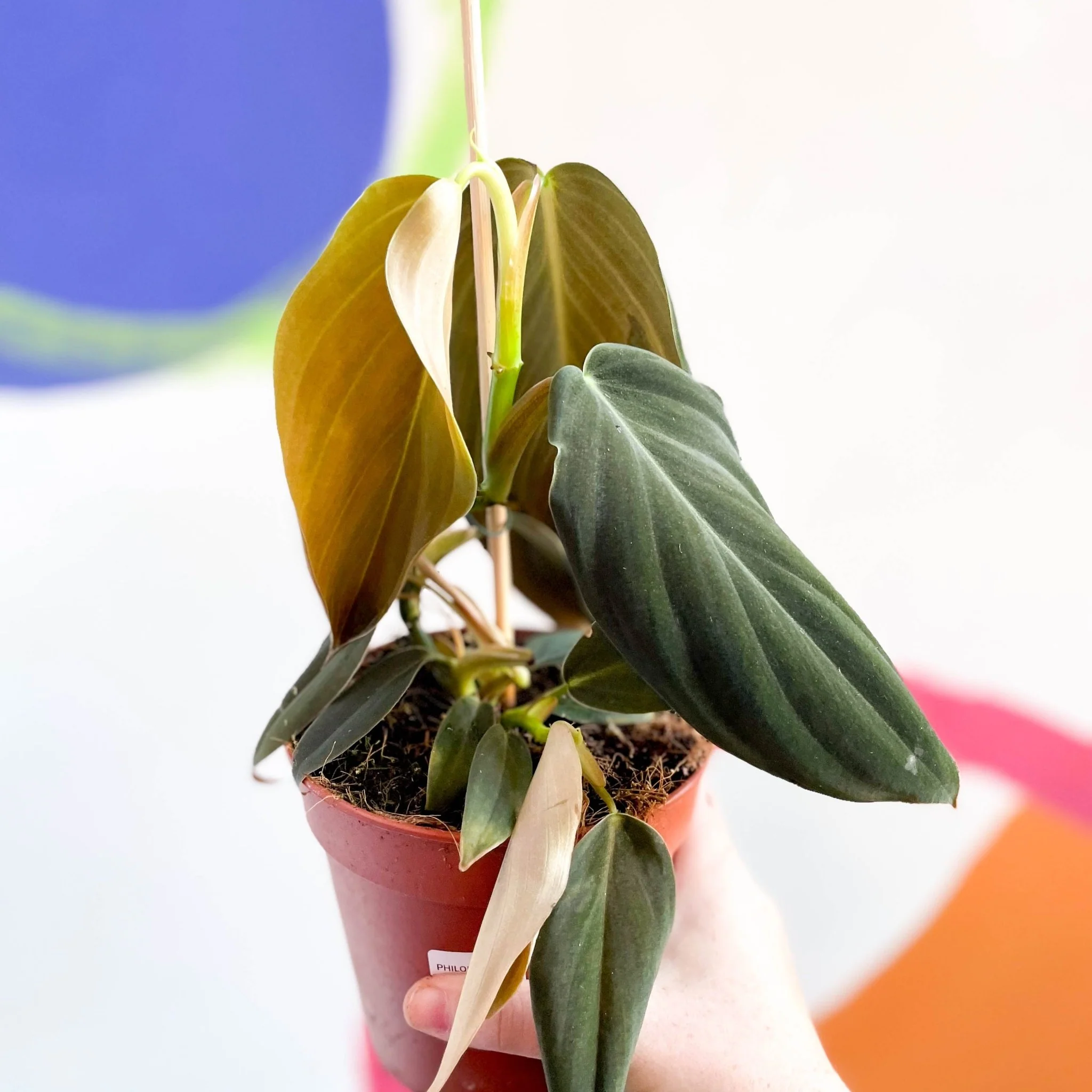 Philodendron gigas - Image 6