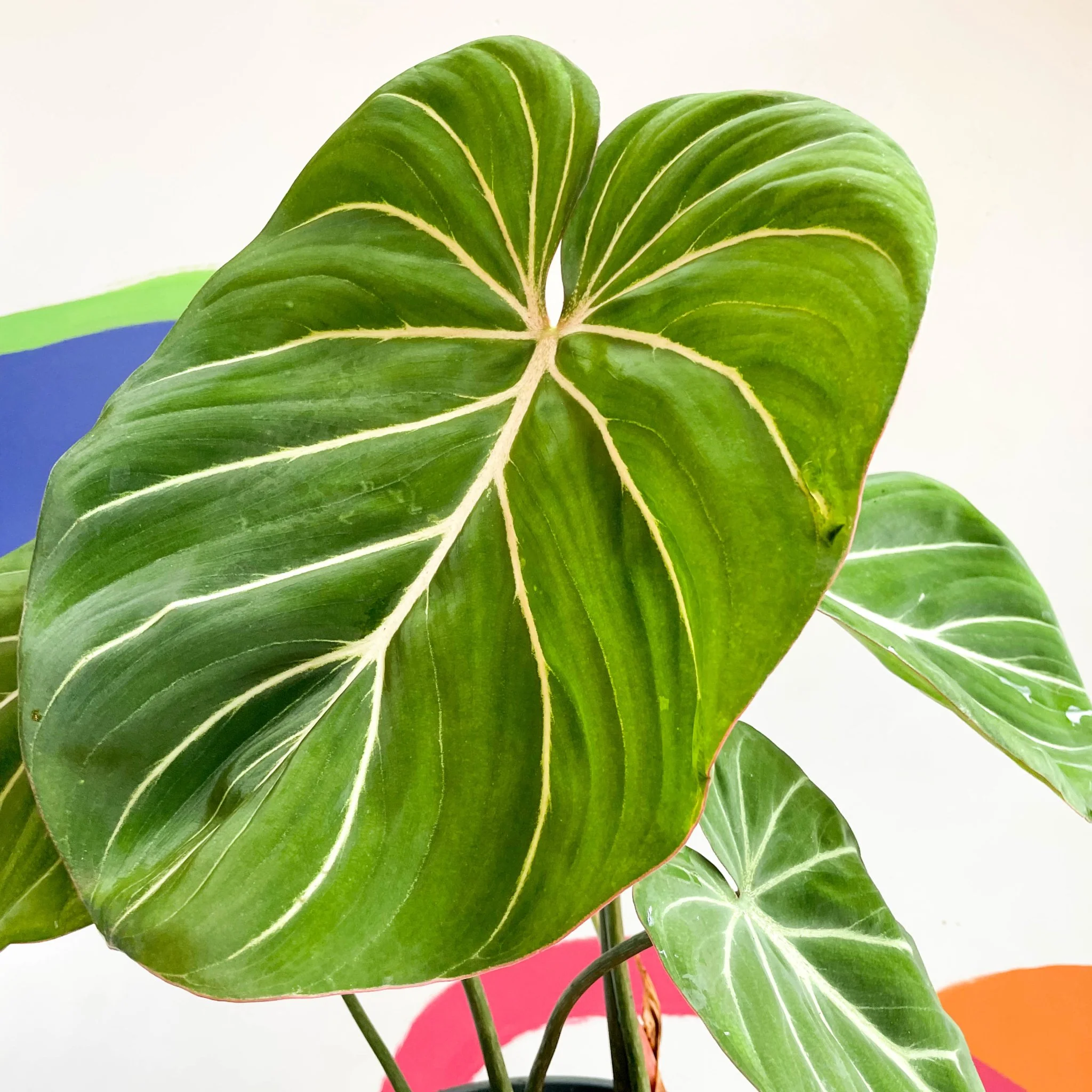 Philodendron gloriosum - Image 2