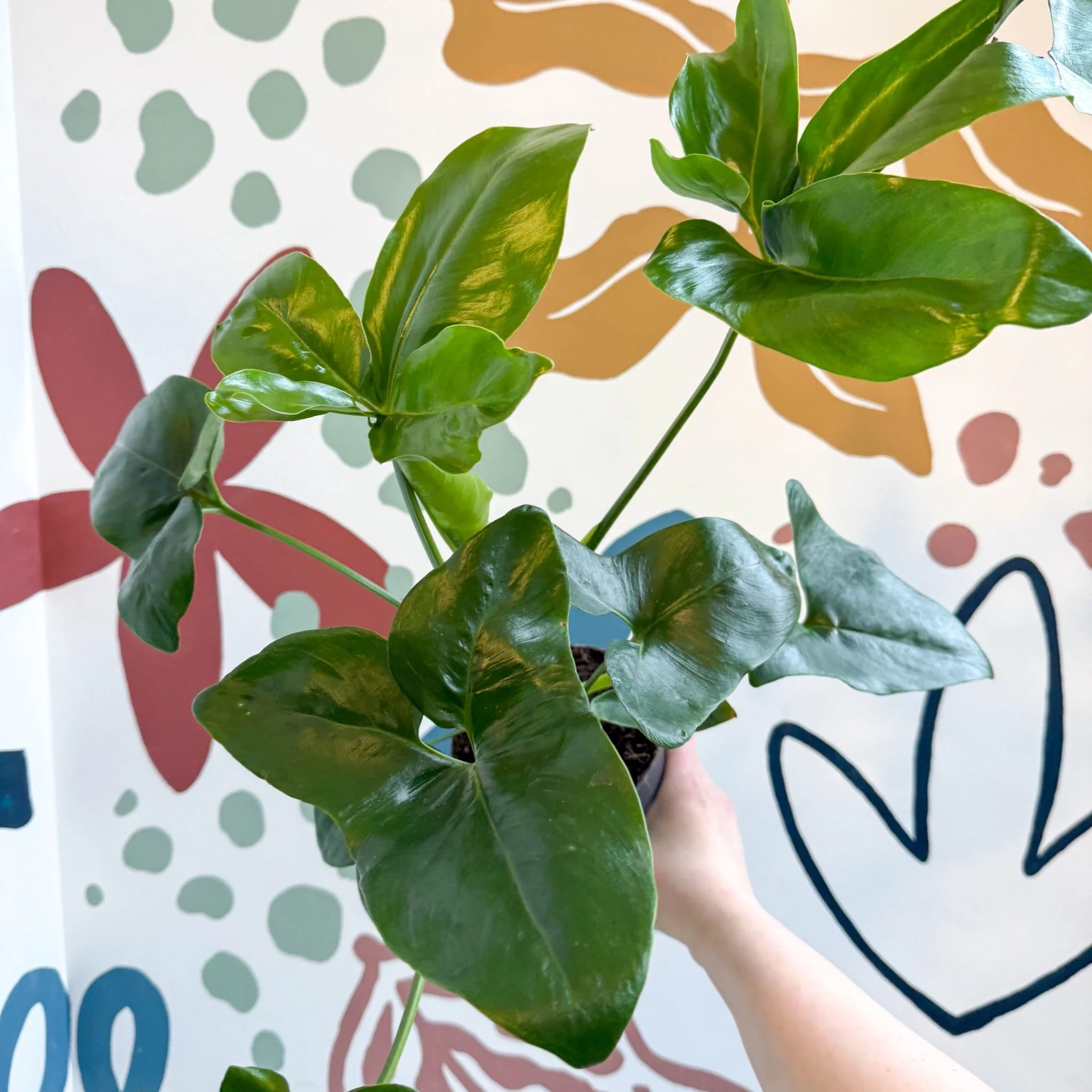 Philodendron goeldii 'Fun Bun' - Thaumatophyllum spruceanum