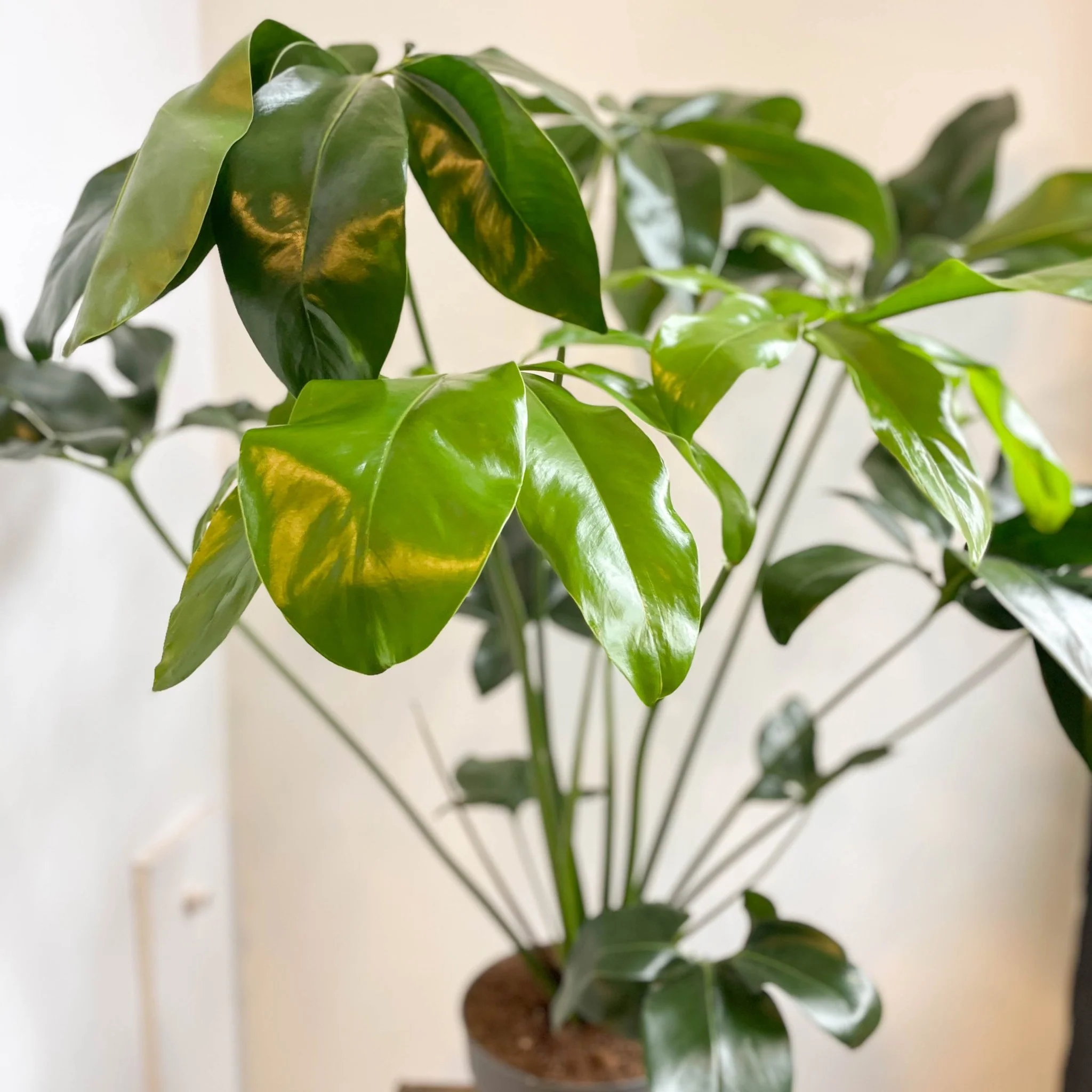 Philodendron goeldii 'Fun Bun' - Thaumatophyllum spruceanum - Image 10