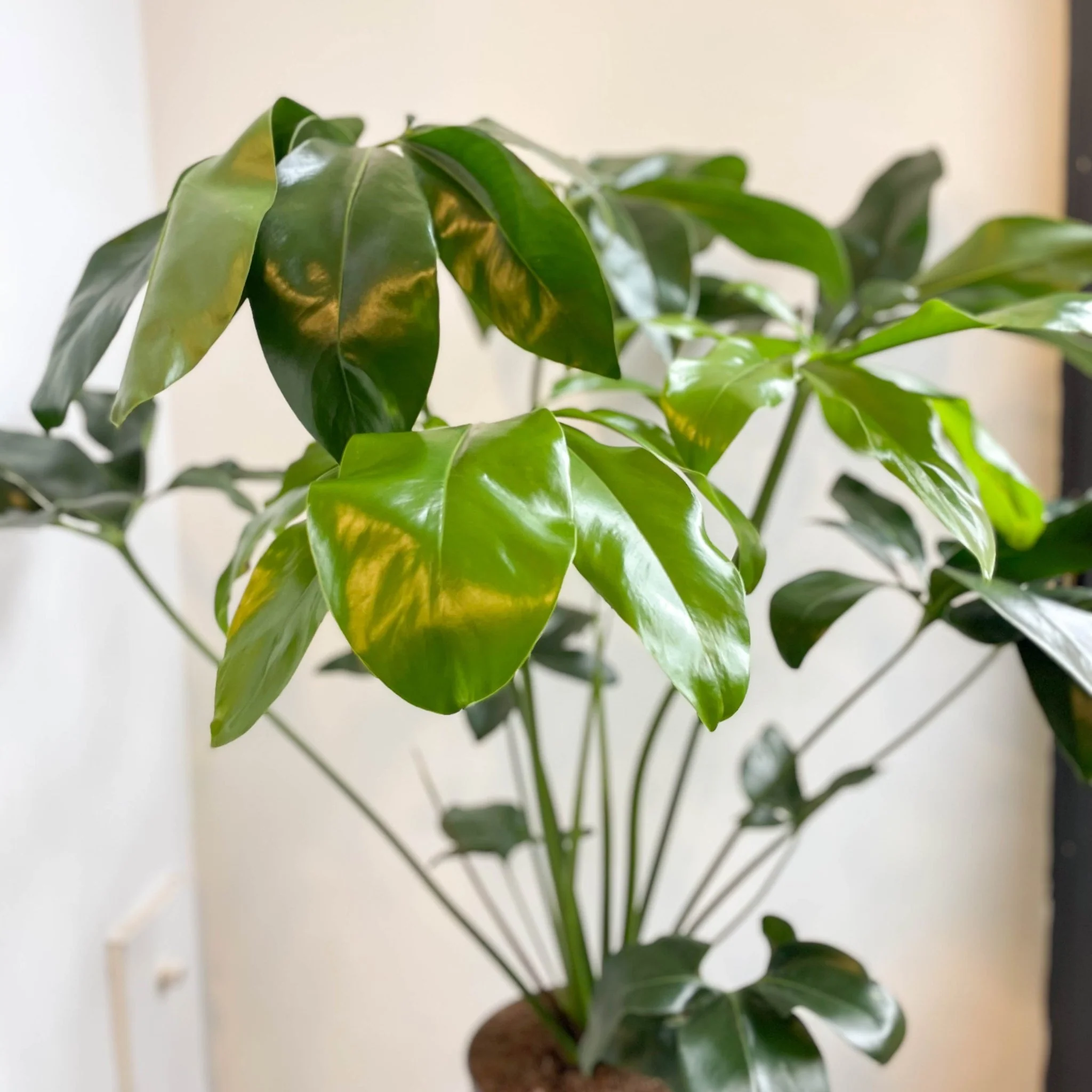 Philodendron goeldii 'Fun Bun' - Thaumatophyllum spruceanum - Image 11