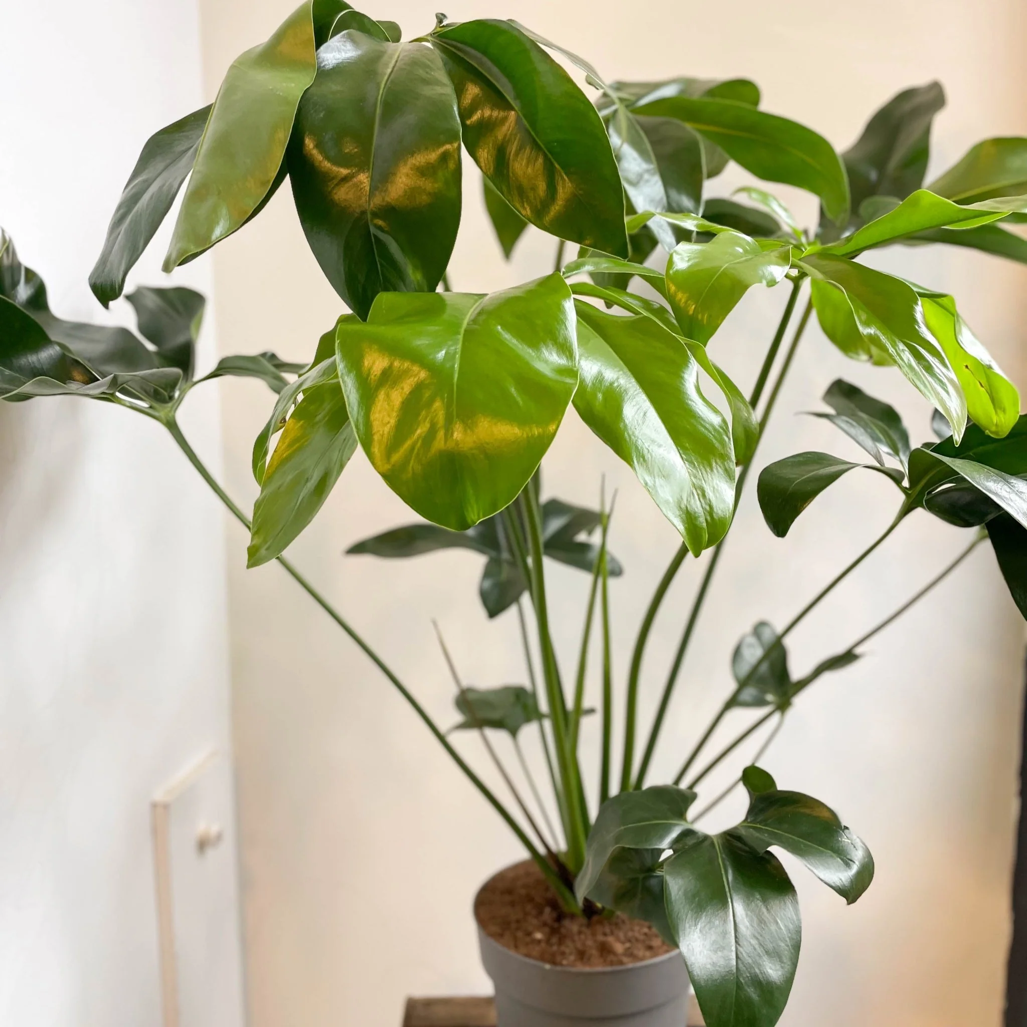 Philodendron goeldii 'Fun Bun' - Thaumatophyllum spruceanum - Image 12
