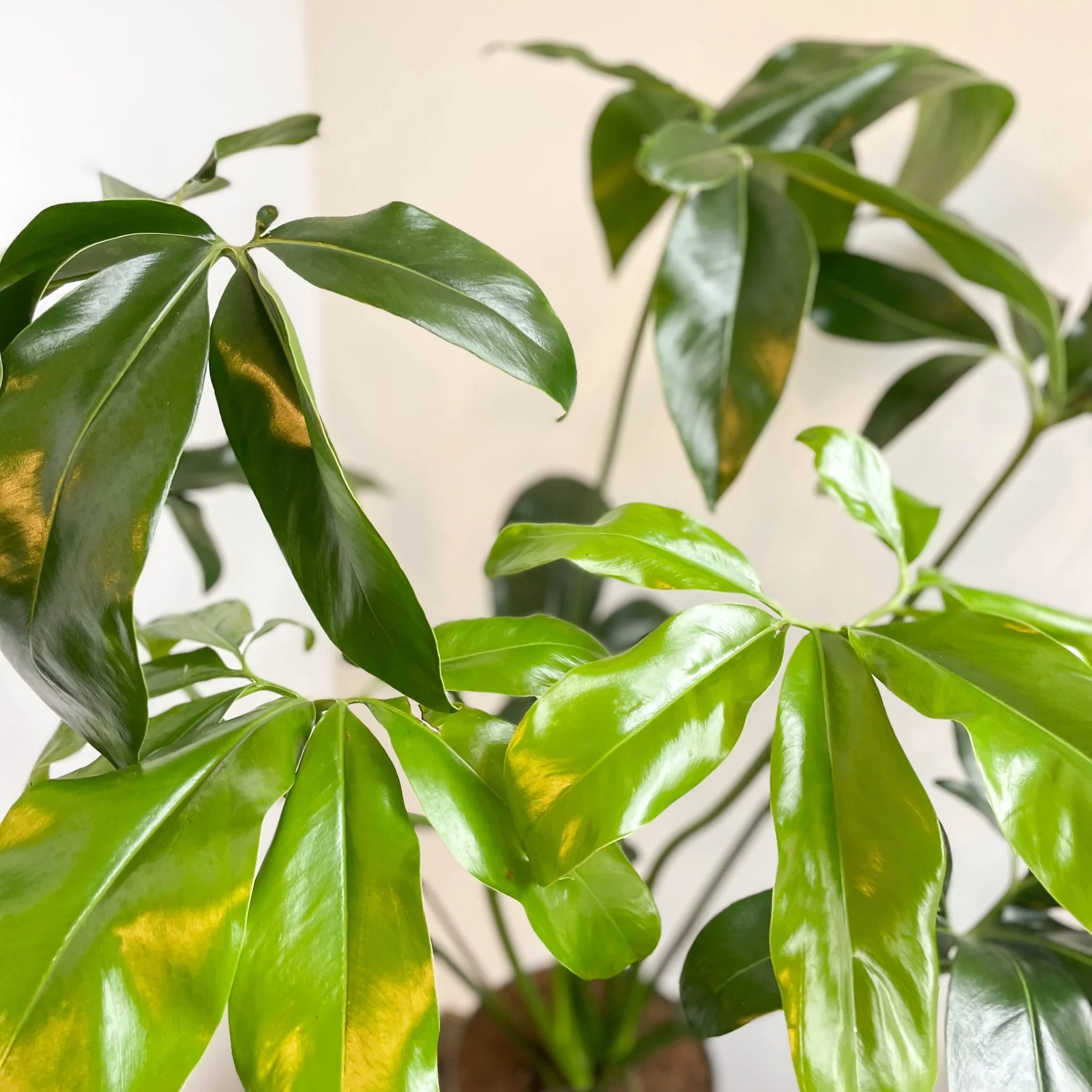 Philodendron goeldii 'Fun Bun' - Thaumatophyllum spruceanum - Image 13
