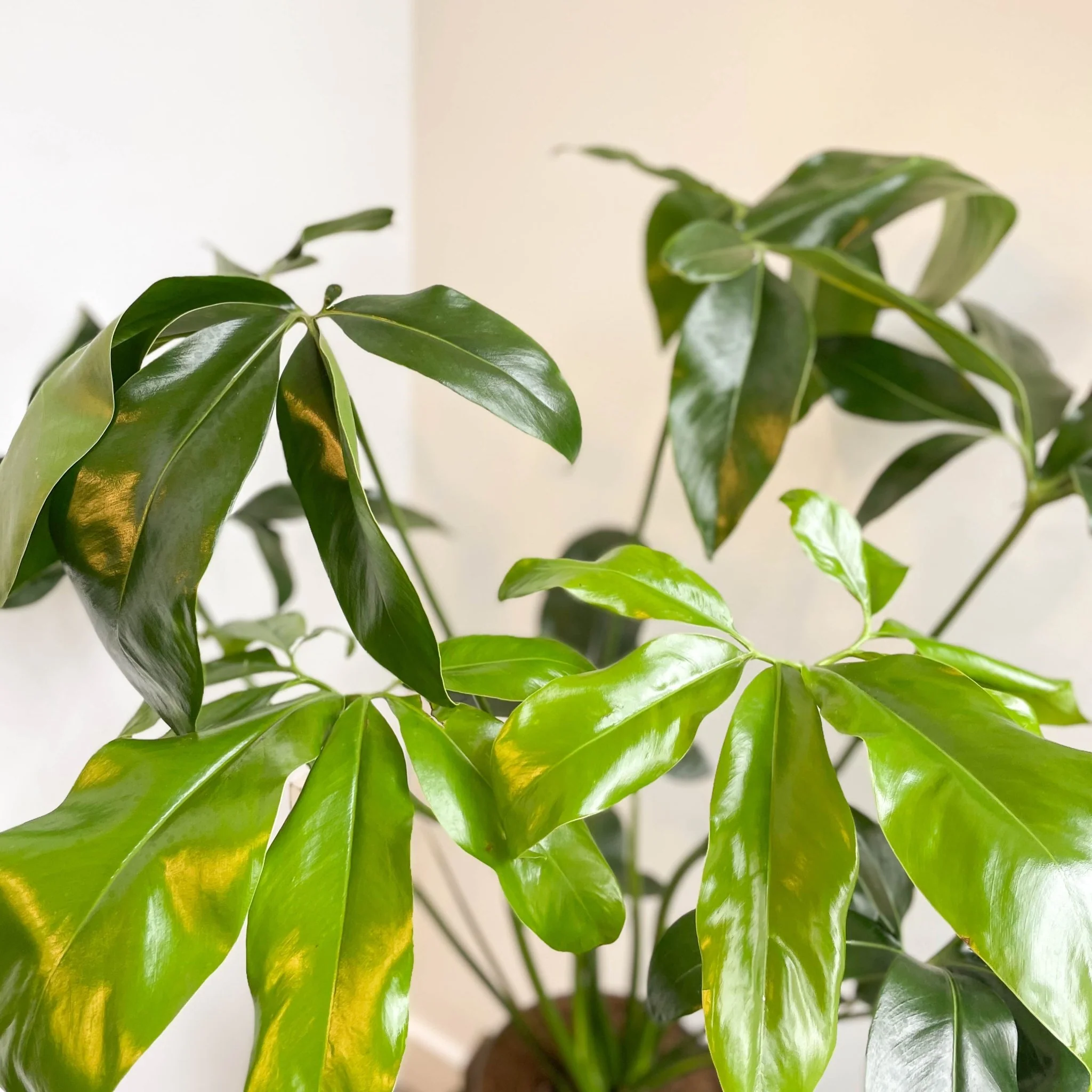 Philodendron goeldii 'Fun Bun' - Thaumatophyllum spruceanum - Image 14