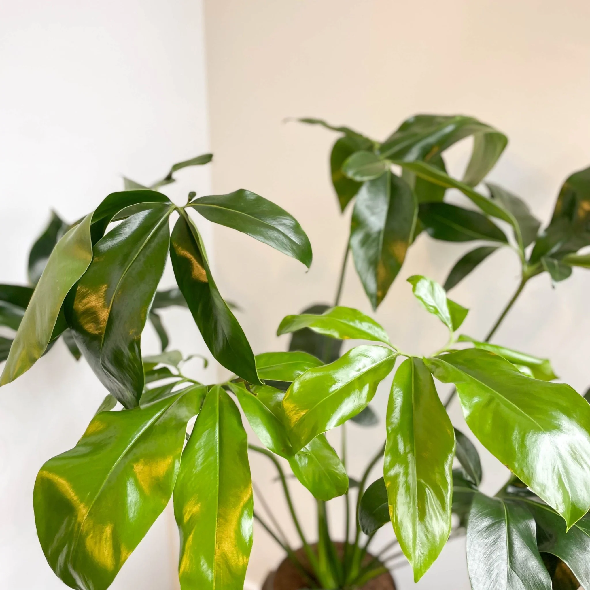 Philodendron goeldii 'Fun Bun' - Thaumatophyllum spruceanum - Image 15