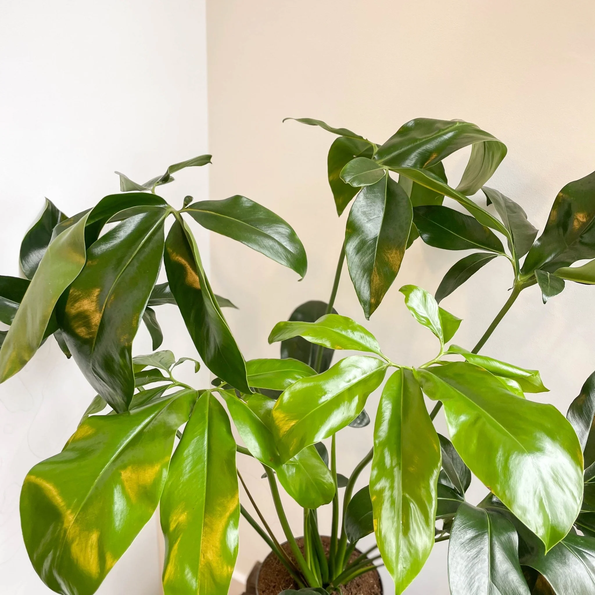 Philodendron goeldii 'Fun Bun' - Thaumatophyllum spruceanum - Image 16