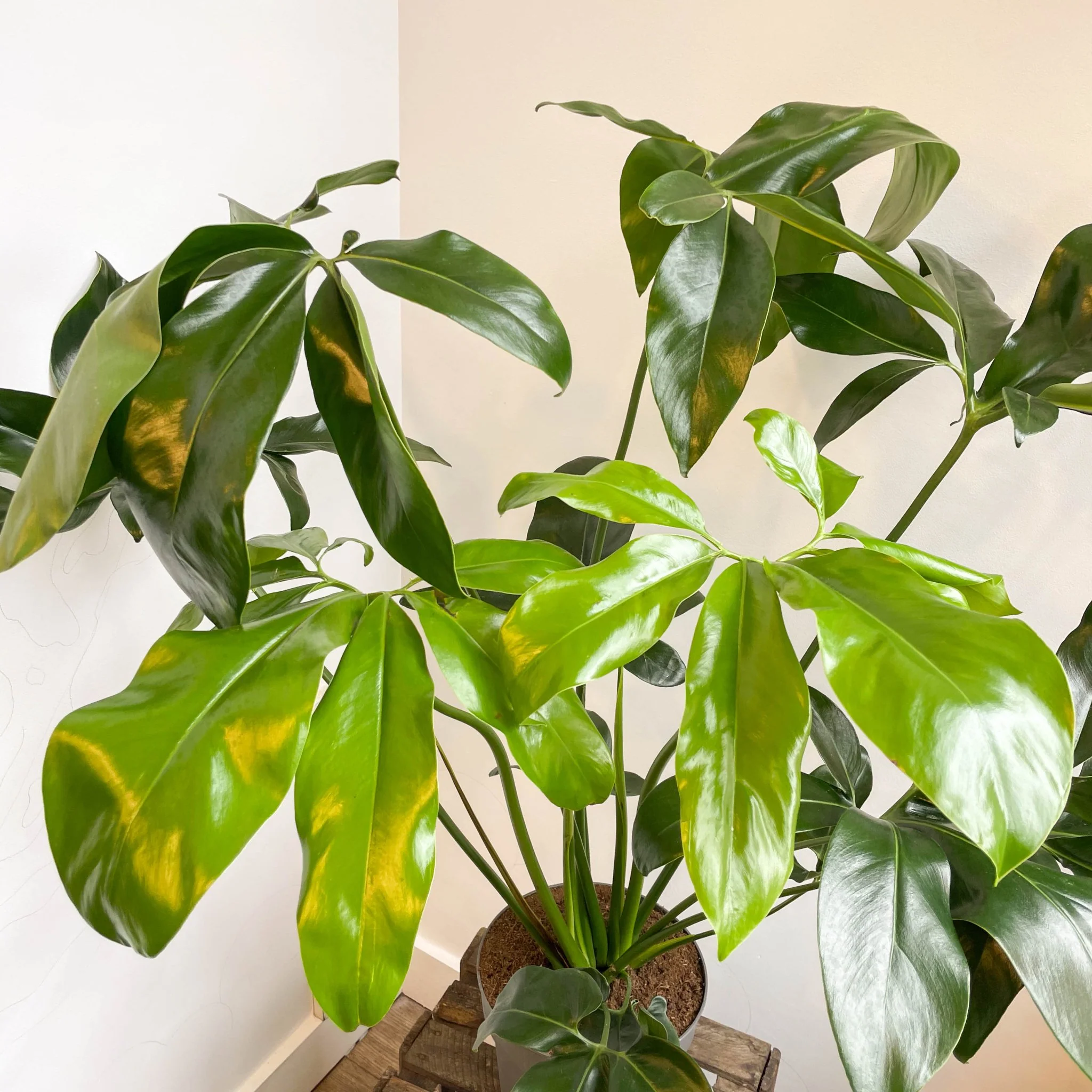 Philodendron goeldii 'Fun Bun' - Thaumatophyllum spruceanum - Image 17