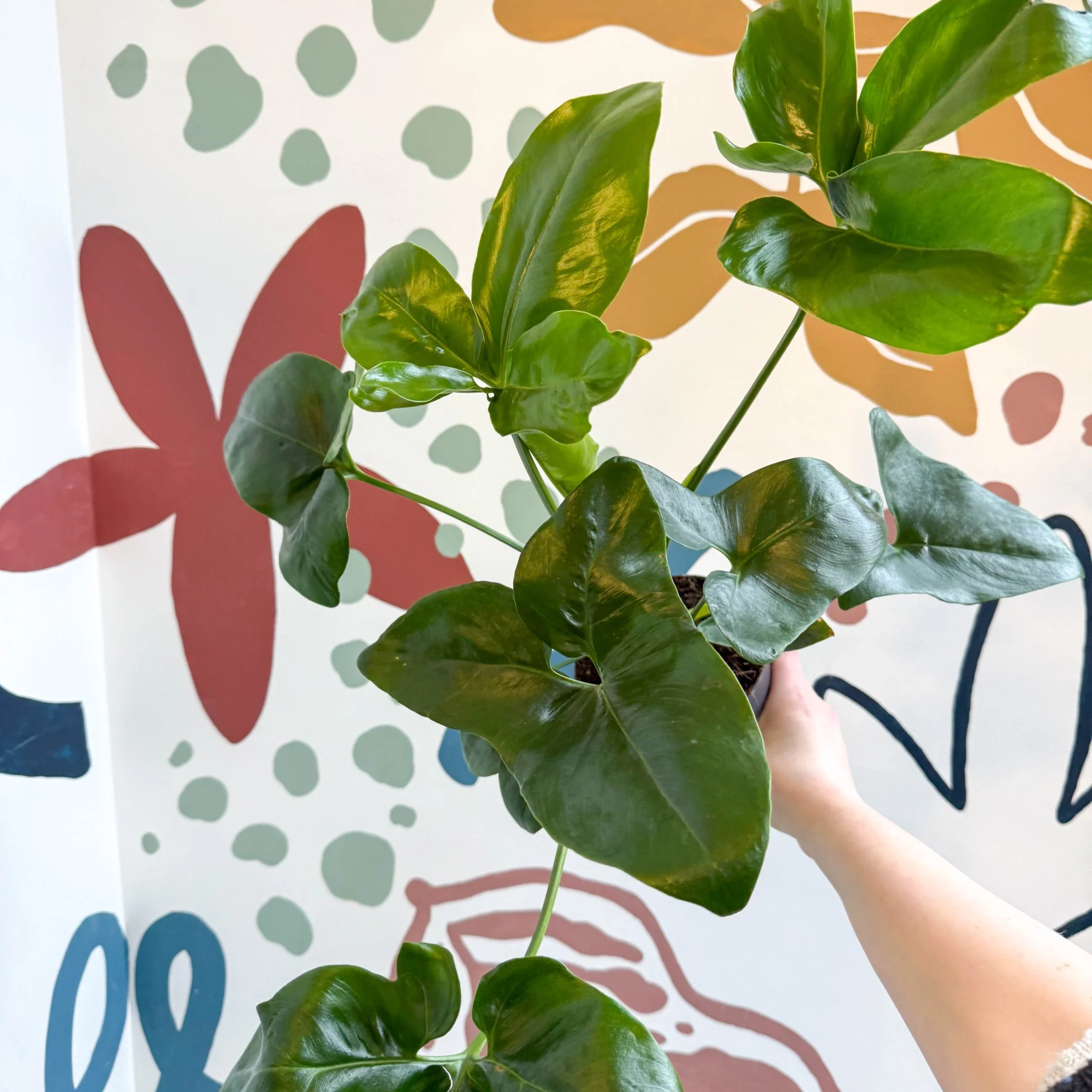 Philodendron goeldii 'Fun Bun' - Thaumatophyllum spruceanum - Image 18