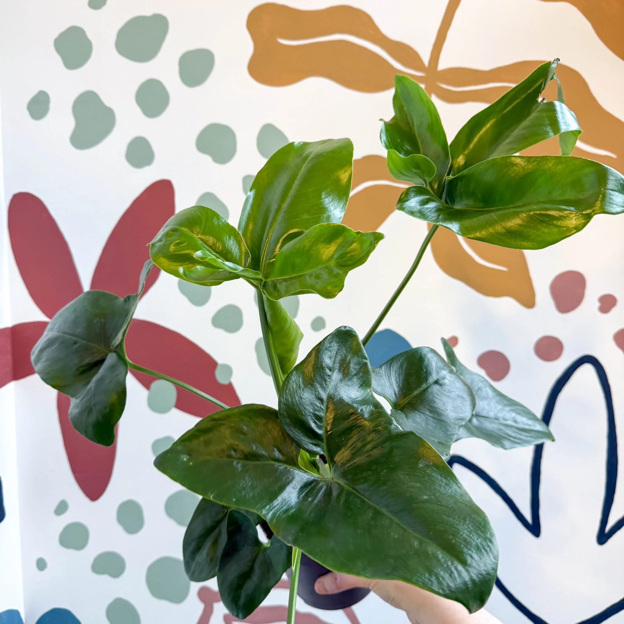 Philodendron goeldii 'Fun Bun' - Thaumatophyllum spruceanum - Image 19