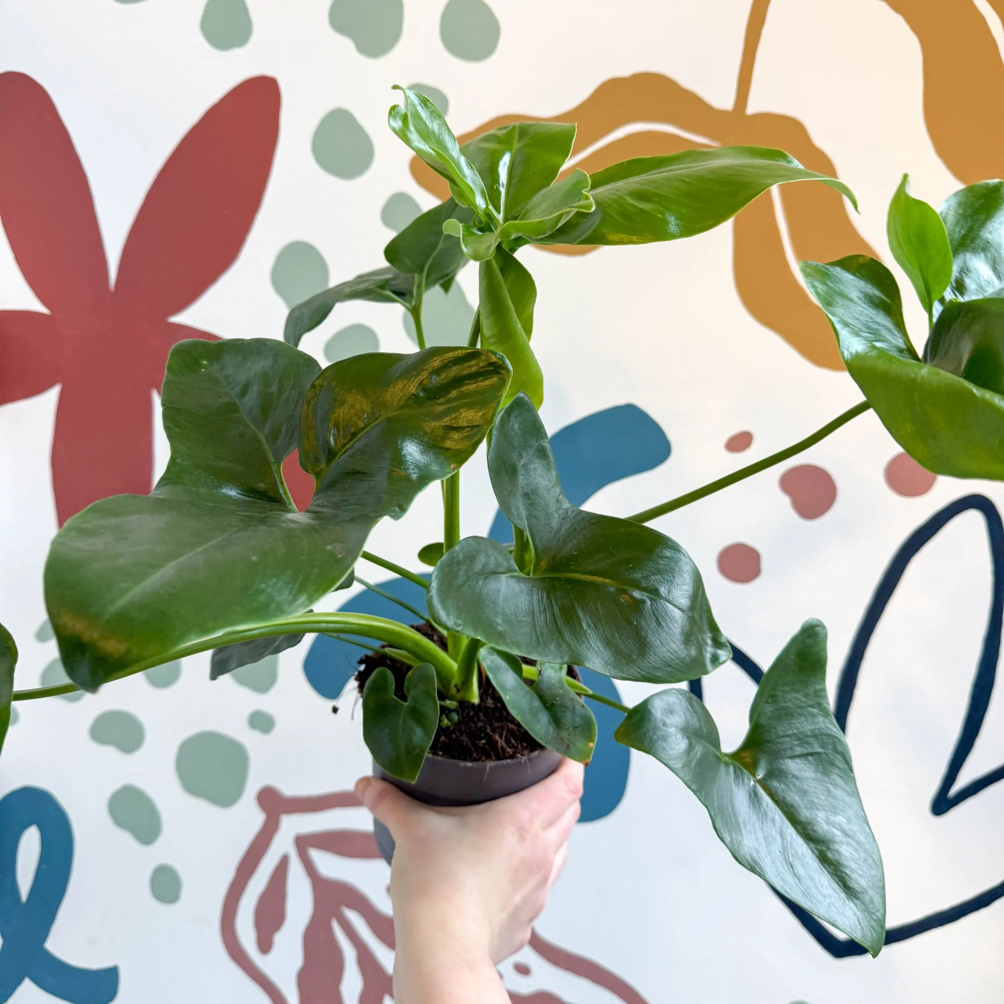 Philodendron goeldii 'Fun Bun' - Thaumatophyllum spruceanum - Image 2