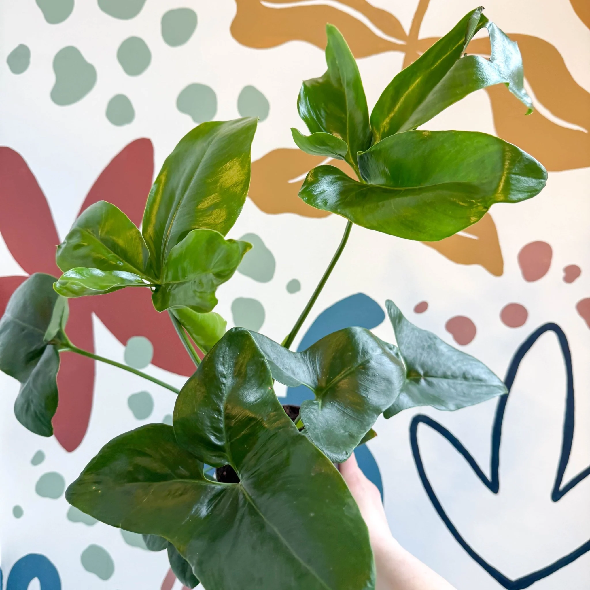 Philodendron goeldii 'Fun Bun' - Thaumatophyllum spruceanum - Image 20