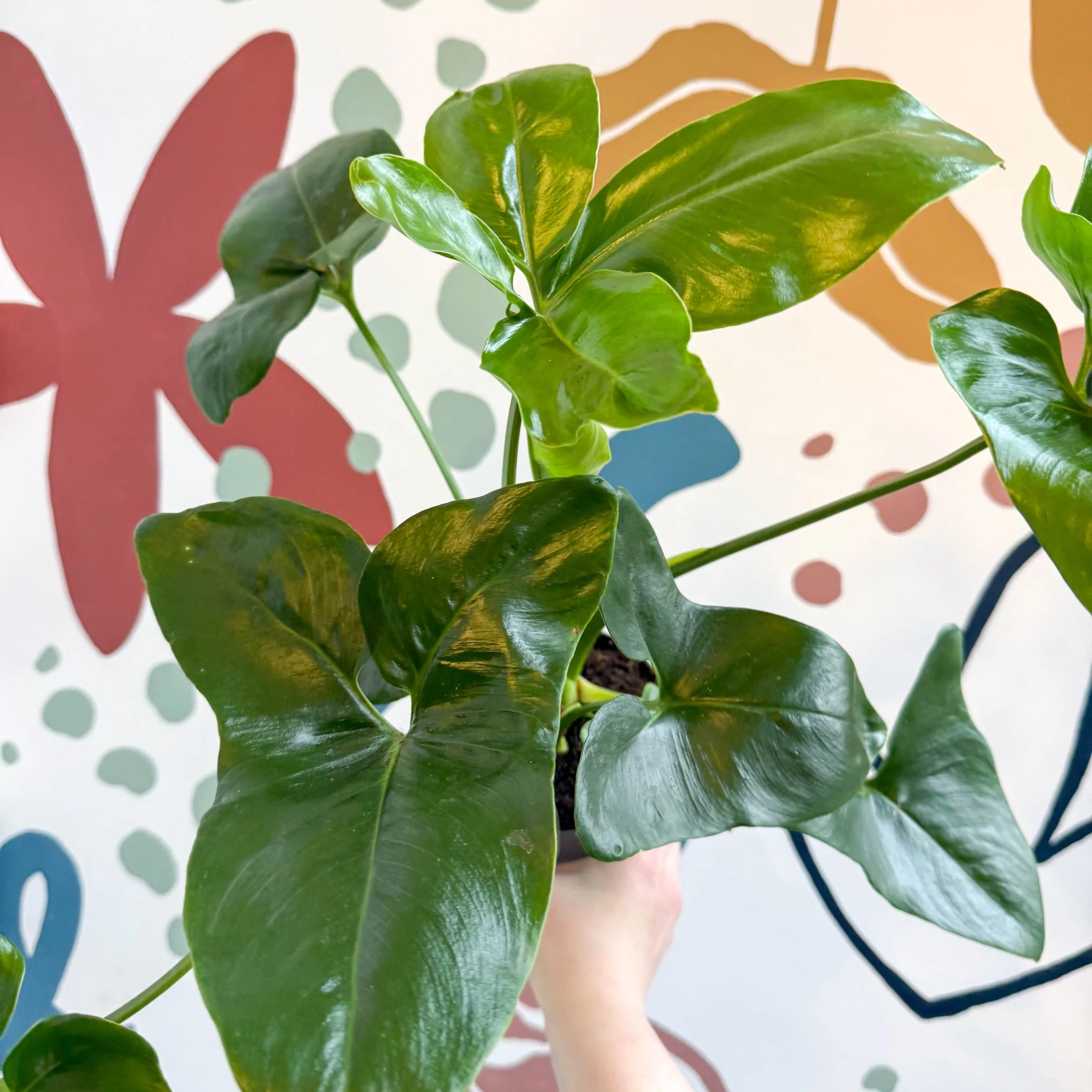 Philodendron goeldii 'Fun Bun' - Thaumatophyllum spruceanum - Image 21