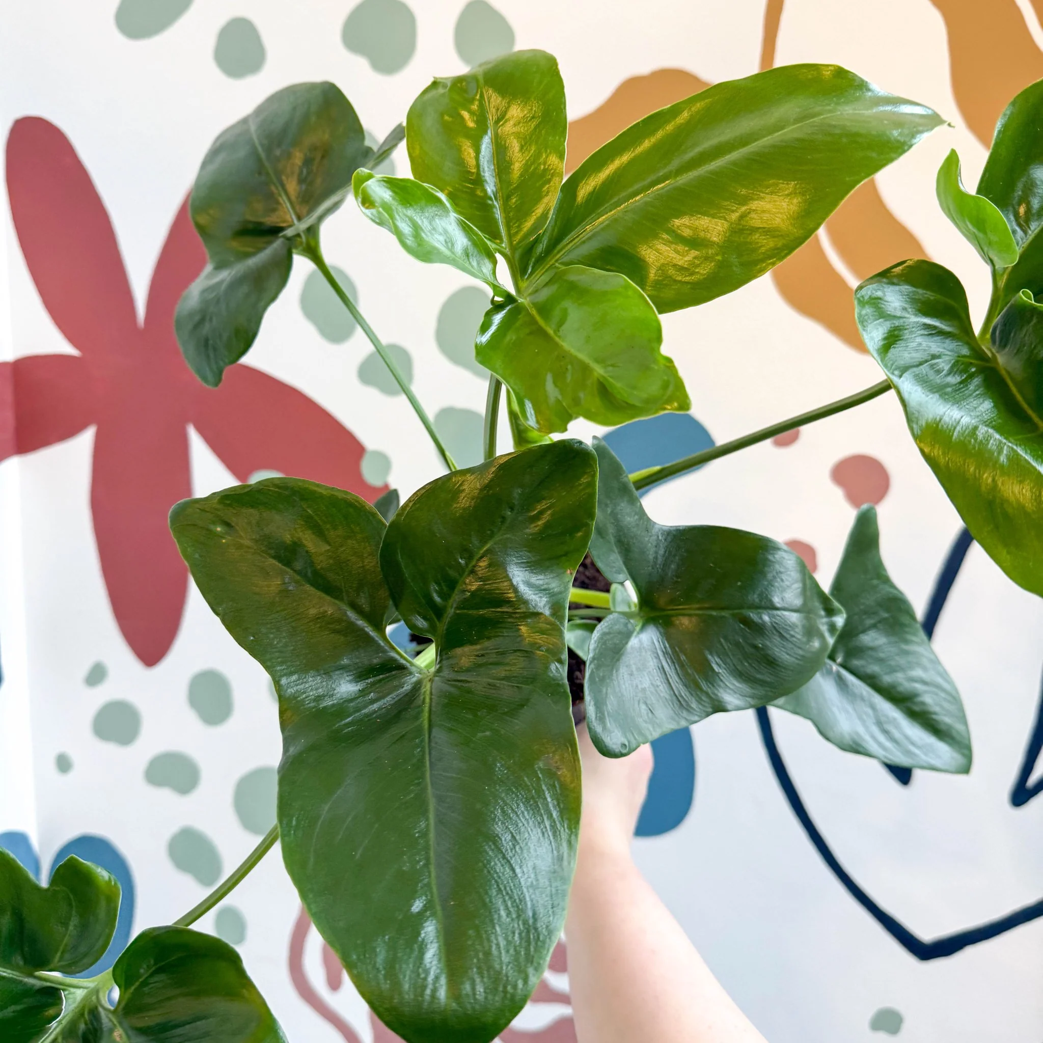 Philodendron goeldii 'Fun Bun' - Thaumatophyllum spruceanum - Image 22