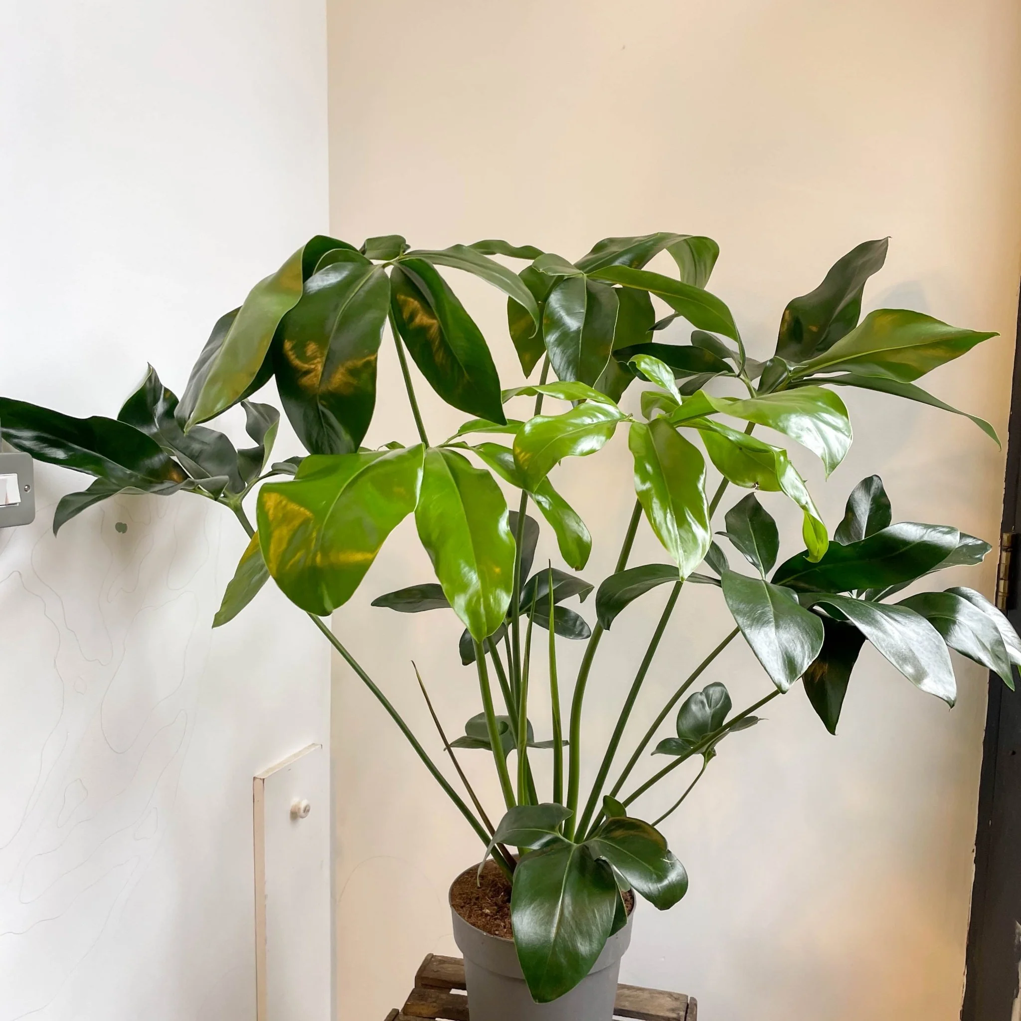 Philodendron goeldii 'Fun Bun' - Thaumatophyllum spruceanum - Image 3