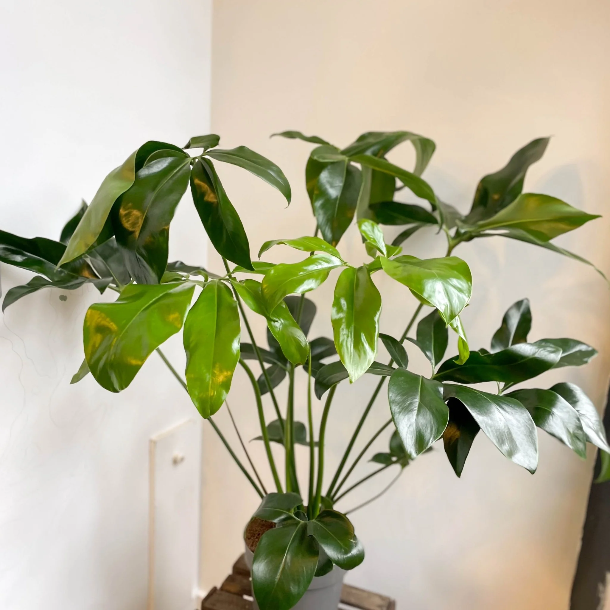 Philodendron goeldii 'Fun Bun' - Thaumatophyllum spruceanum - Image 4