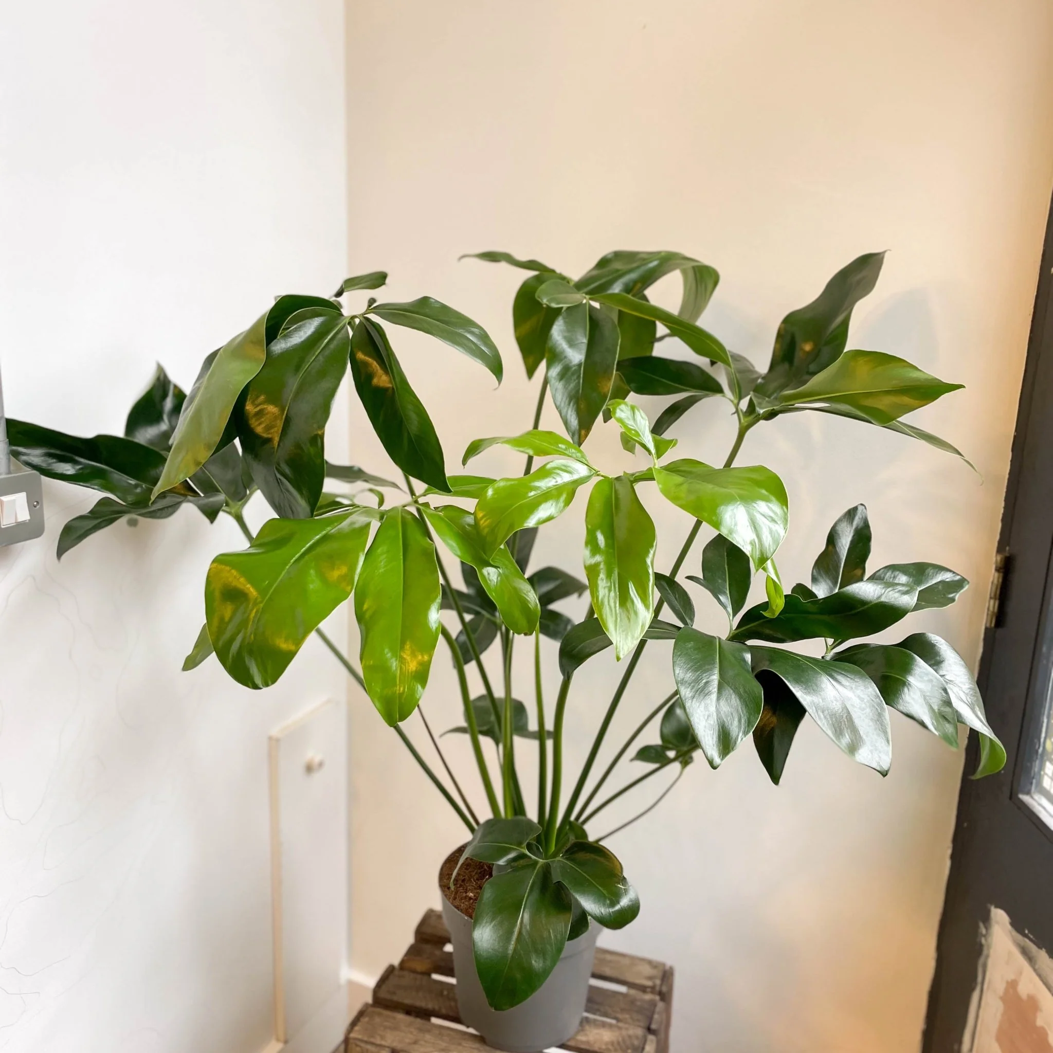 Philodendron goeldii 'Fun Bun' - Thaumatophyllum spruceanum - Image 5