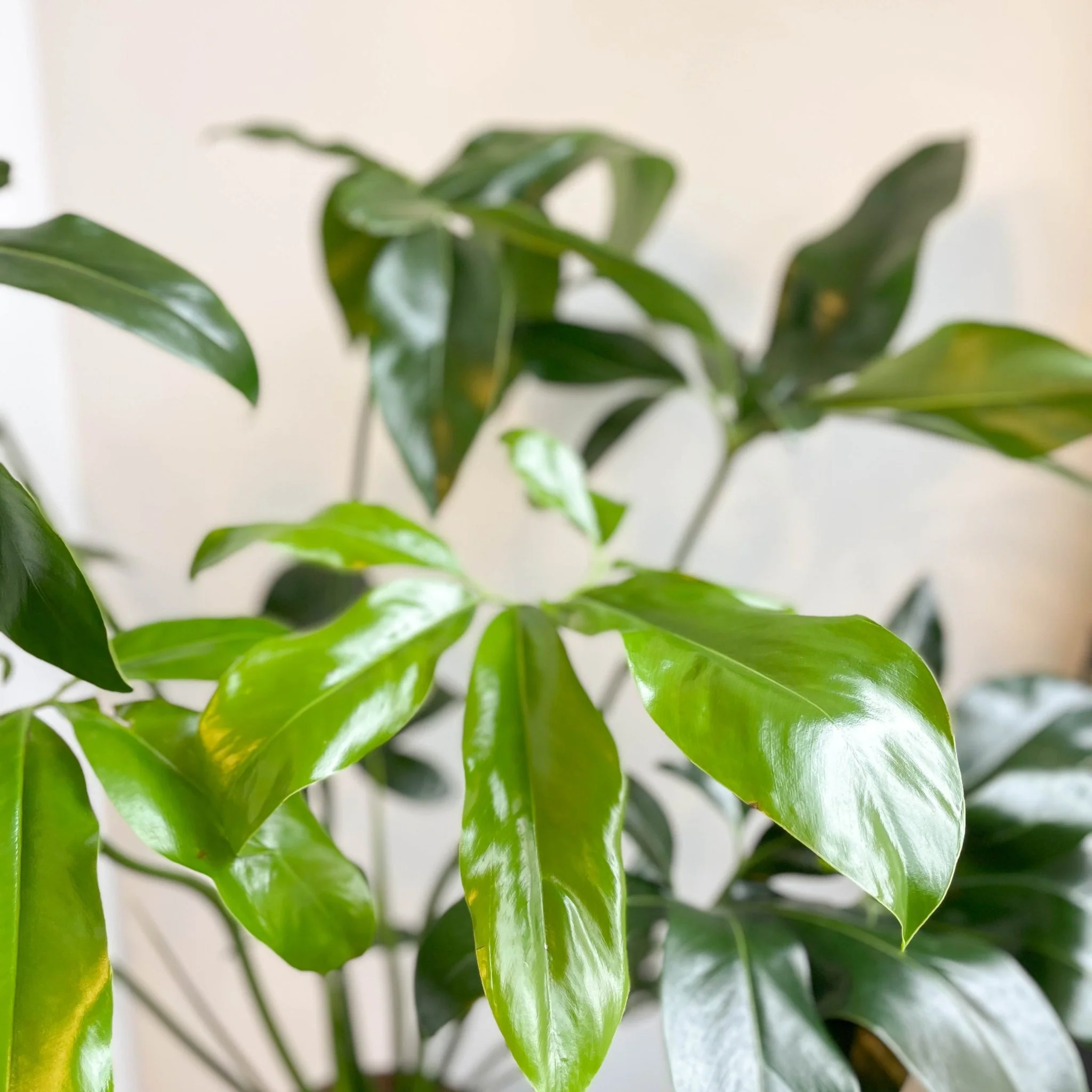 Philodendron goeldii 'Fun Bun' - Thaumatophyllum spruceanum - Image 6