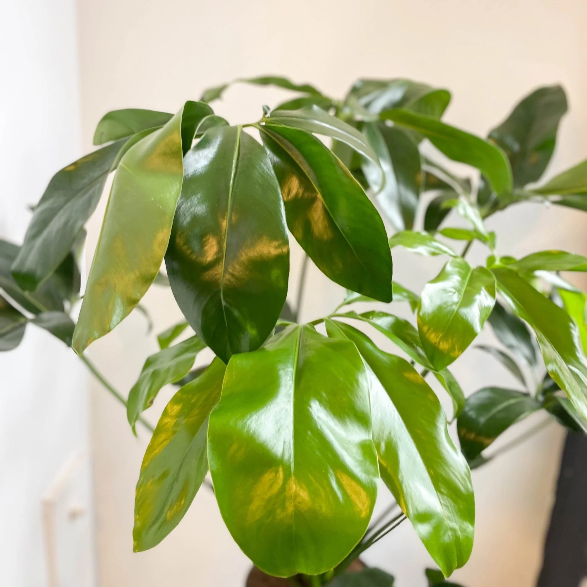 Philodendron goeldii 'Fun Bun' - Thaumatophyllum spruceanum - Image 7