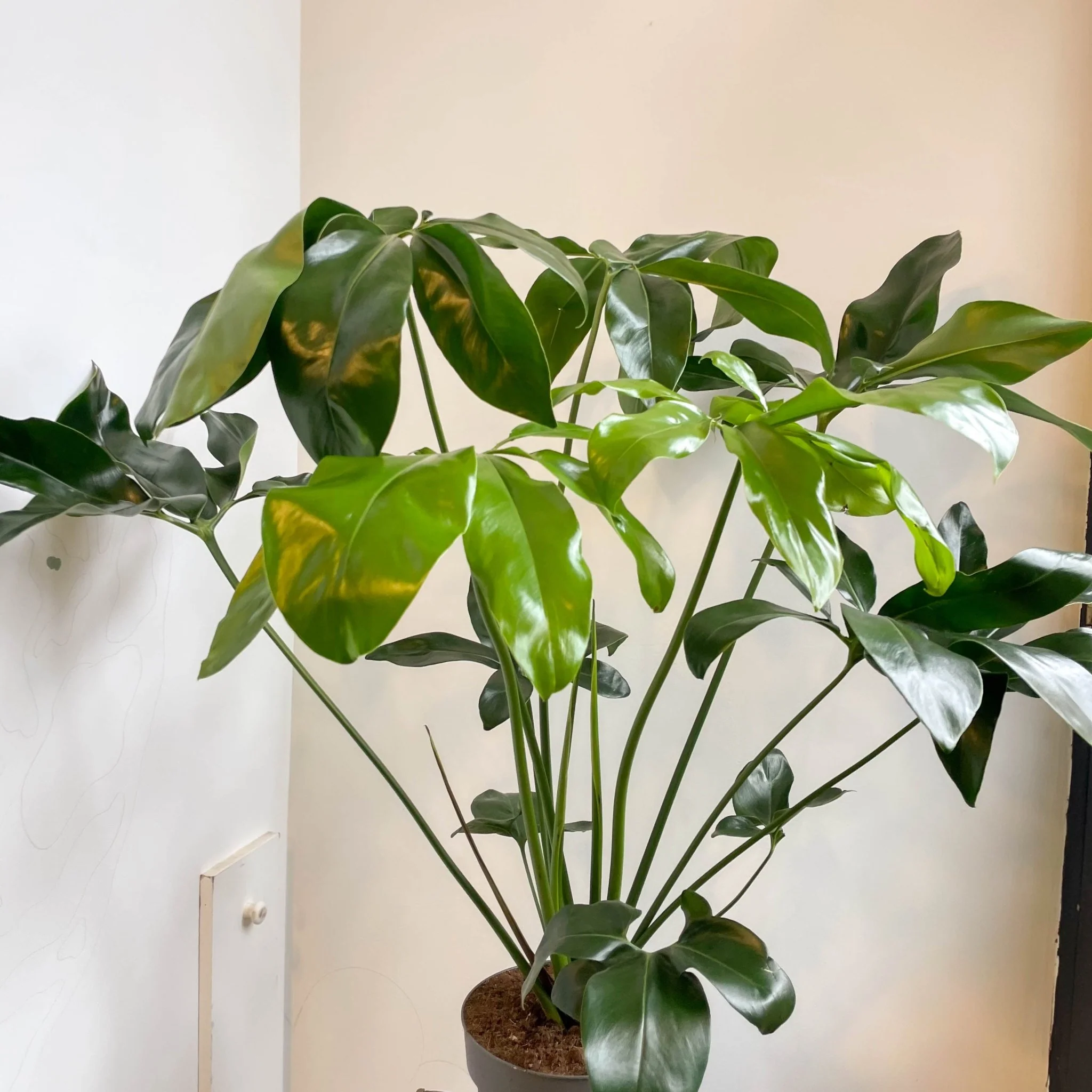 Philodendron goeldii 'Fun Bun' - Thaumatophyllum spruceanum - Image 8