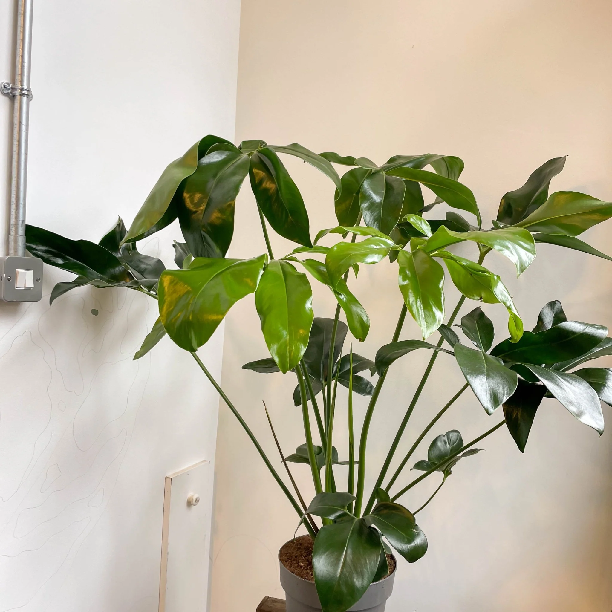 Philodendron goeldii 'Fun Bun' - Thaumatophyllum spruceanum - Image 9