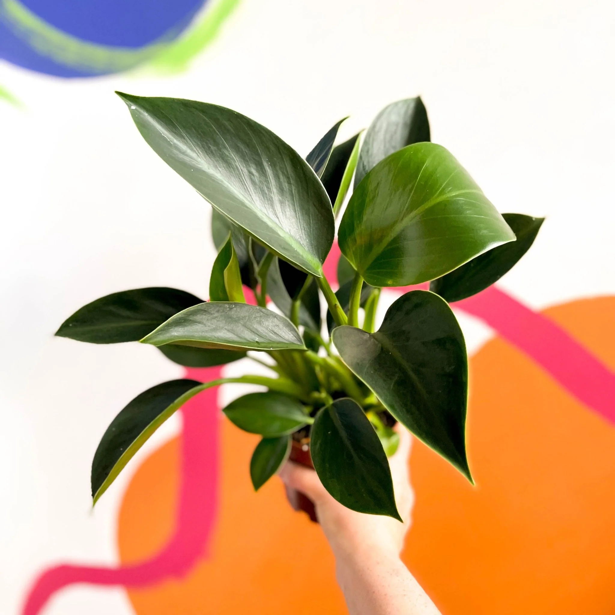 Philodendron 'Green Princess'