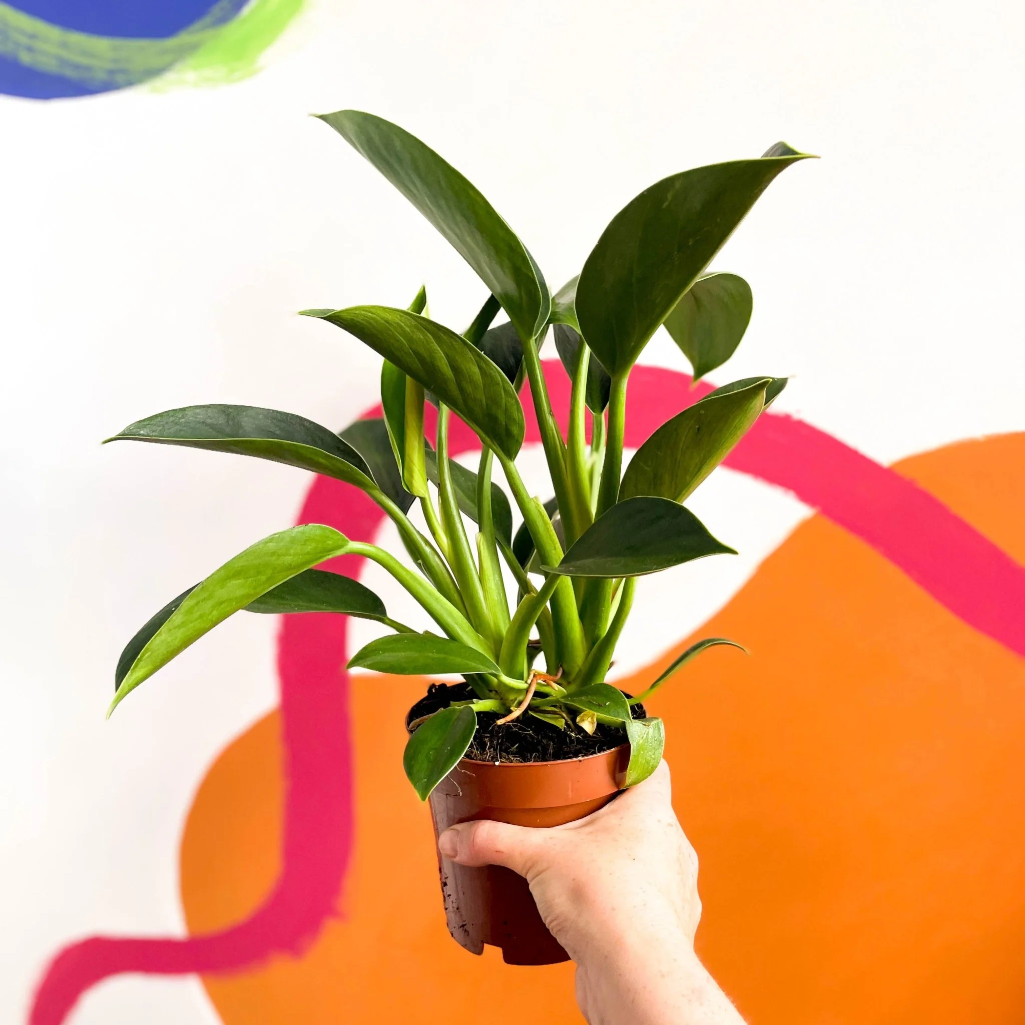 Philodendron 'Green Princess' - Image 2