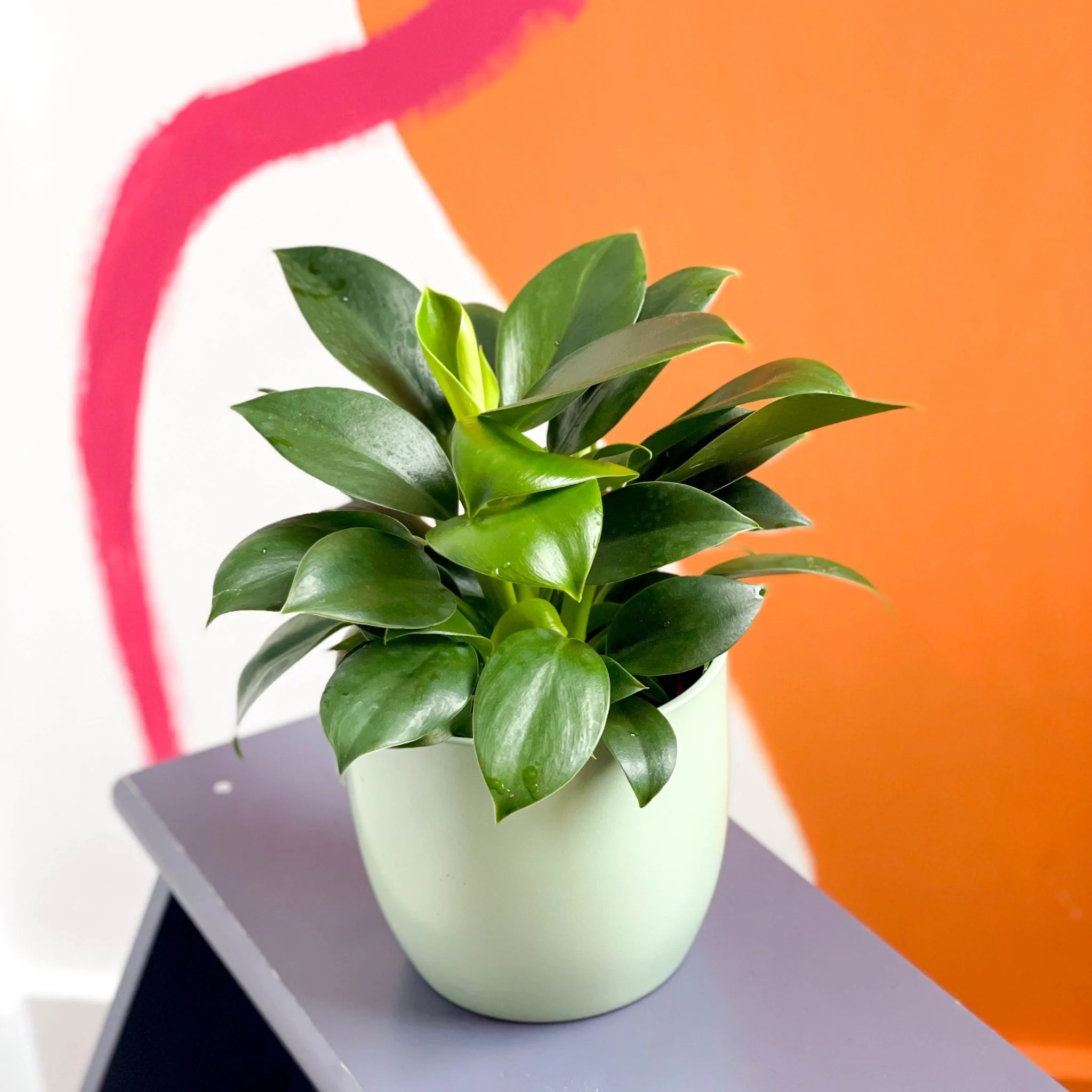 Philodendron 'Green Princess' - Image 3