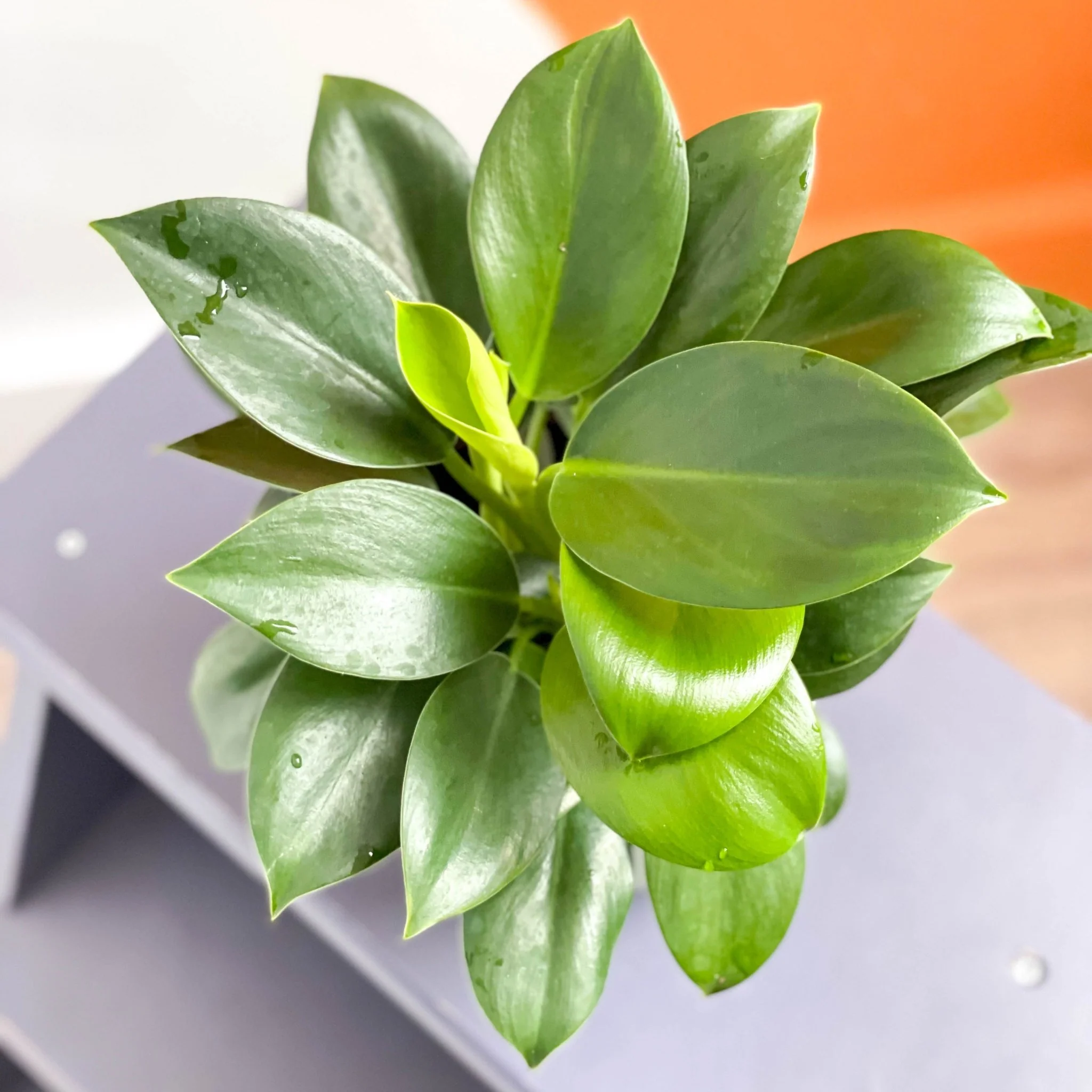 Philodendron 'Green Princess' - Image 4