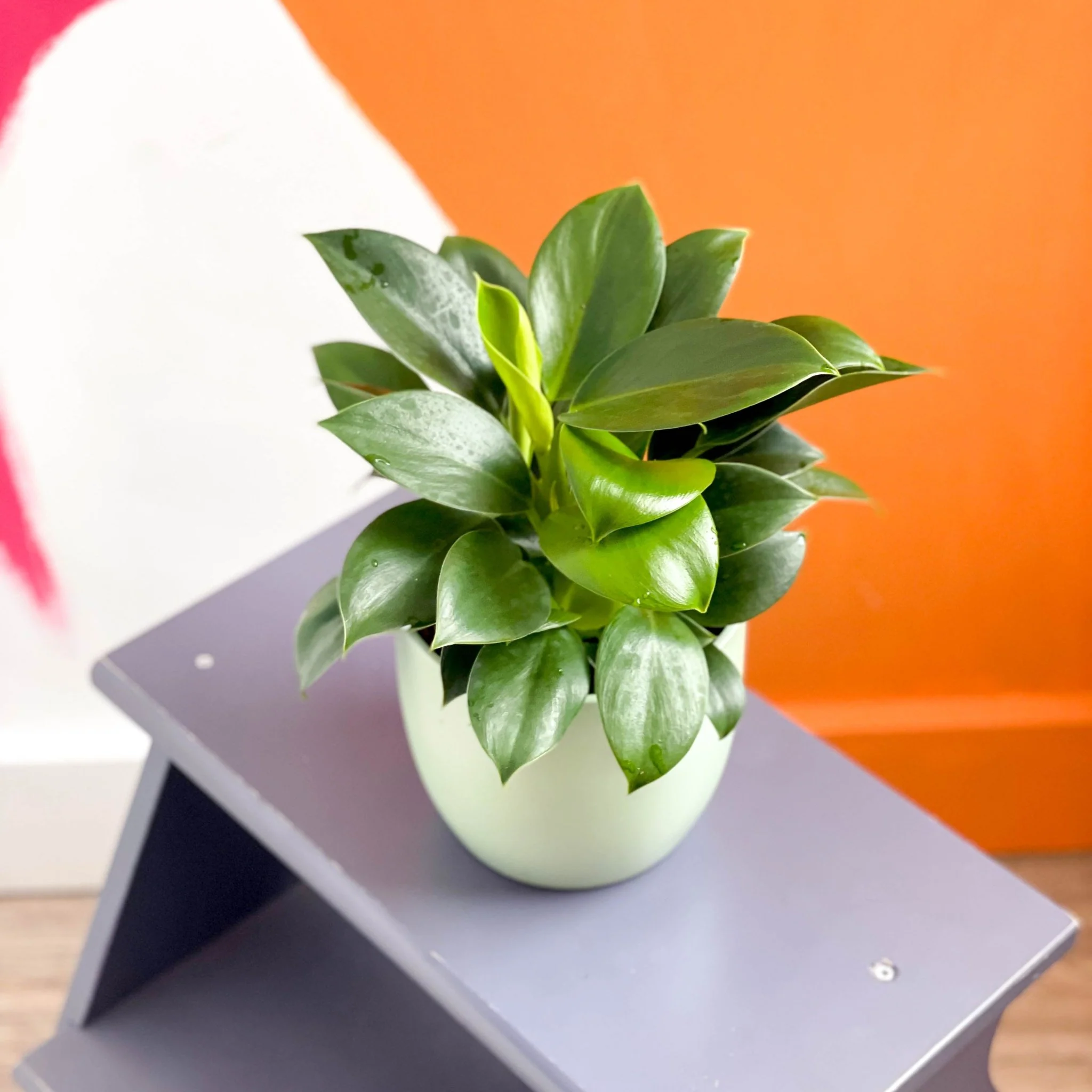 Philodendron 'Green Princess' - Image 5