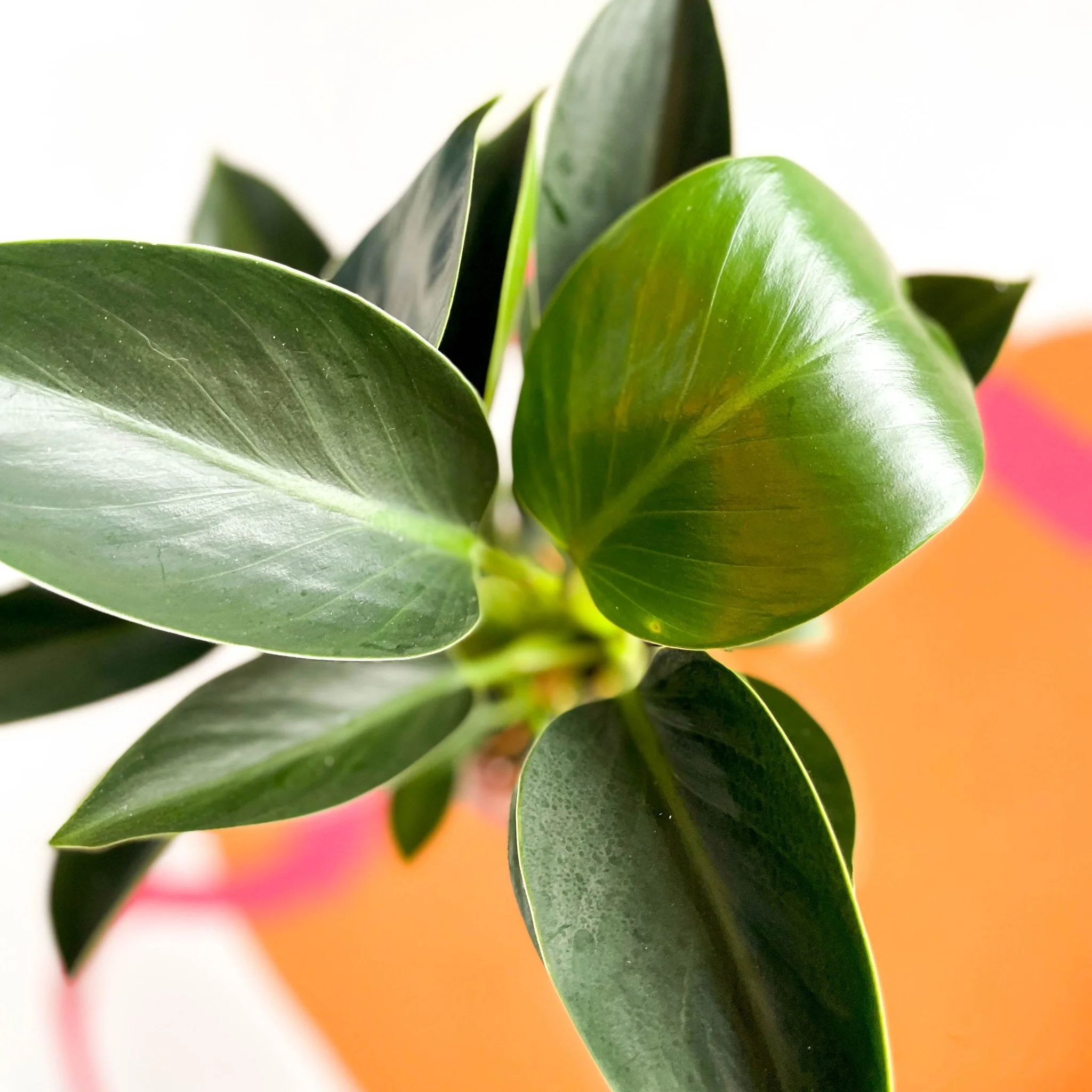 Philodendron 'Green Princess' - Image 6