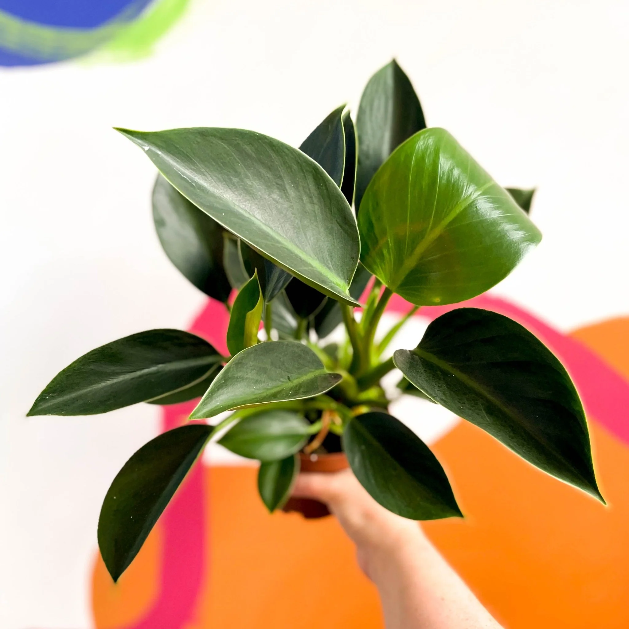 Philodendron 'Green Princess' - Image 7