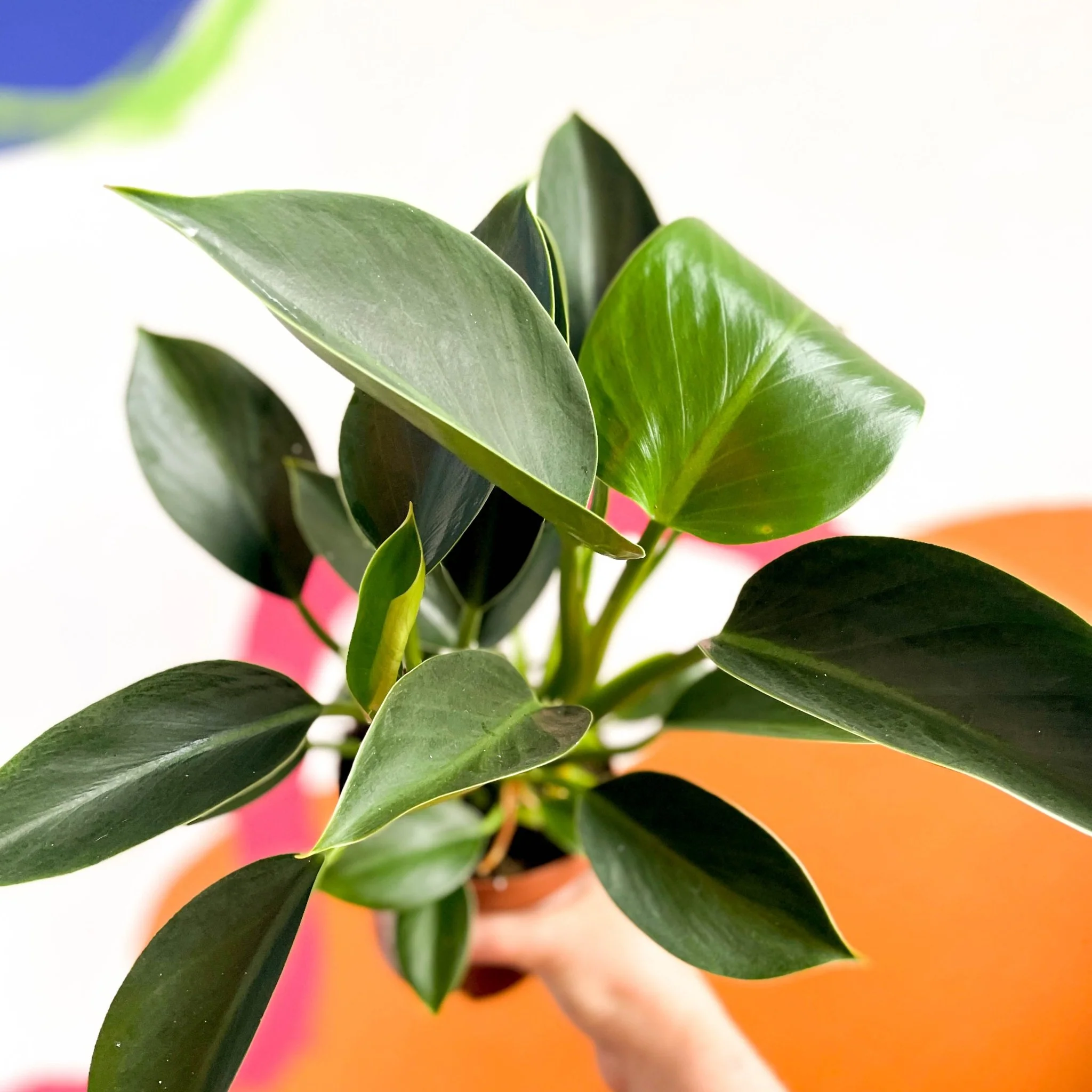 Philodendron 'Green Princess' - Image 8