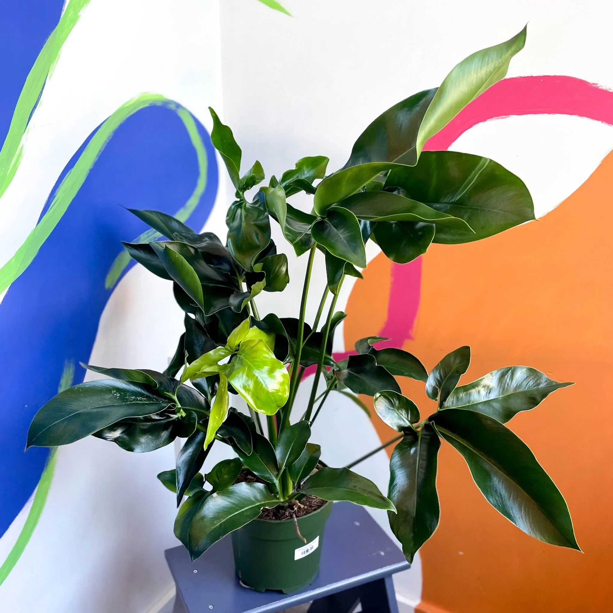 Philodendron 'Green Wonder'