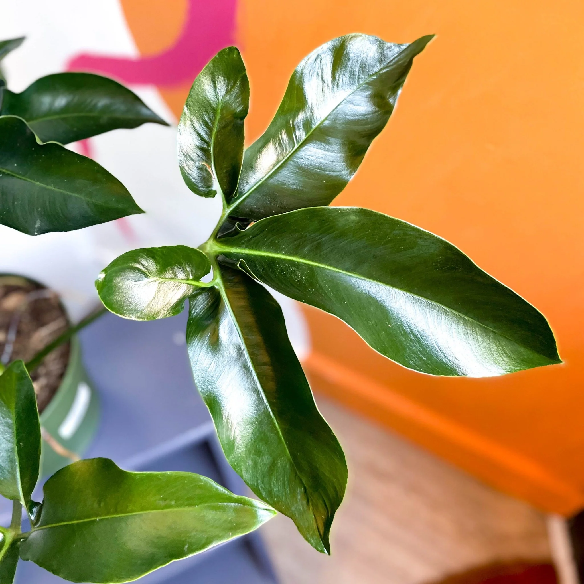 Philodendron 'Green Wonder' - Image 2