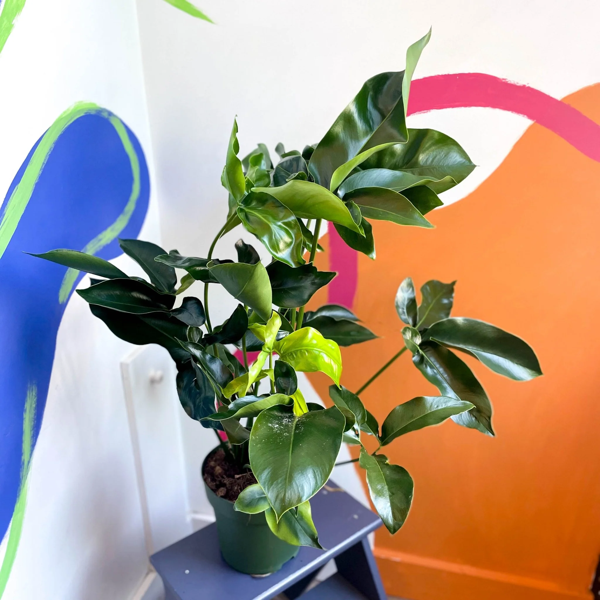 Philodendron 'Green Wonder' - Image 3