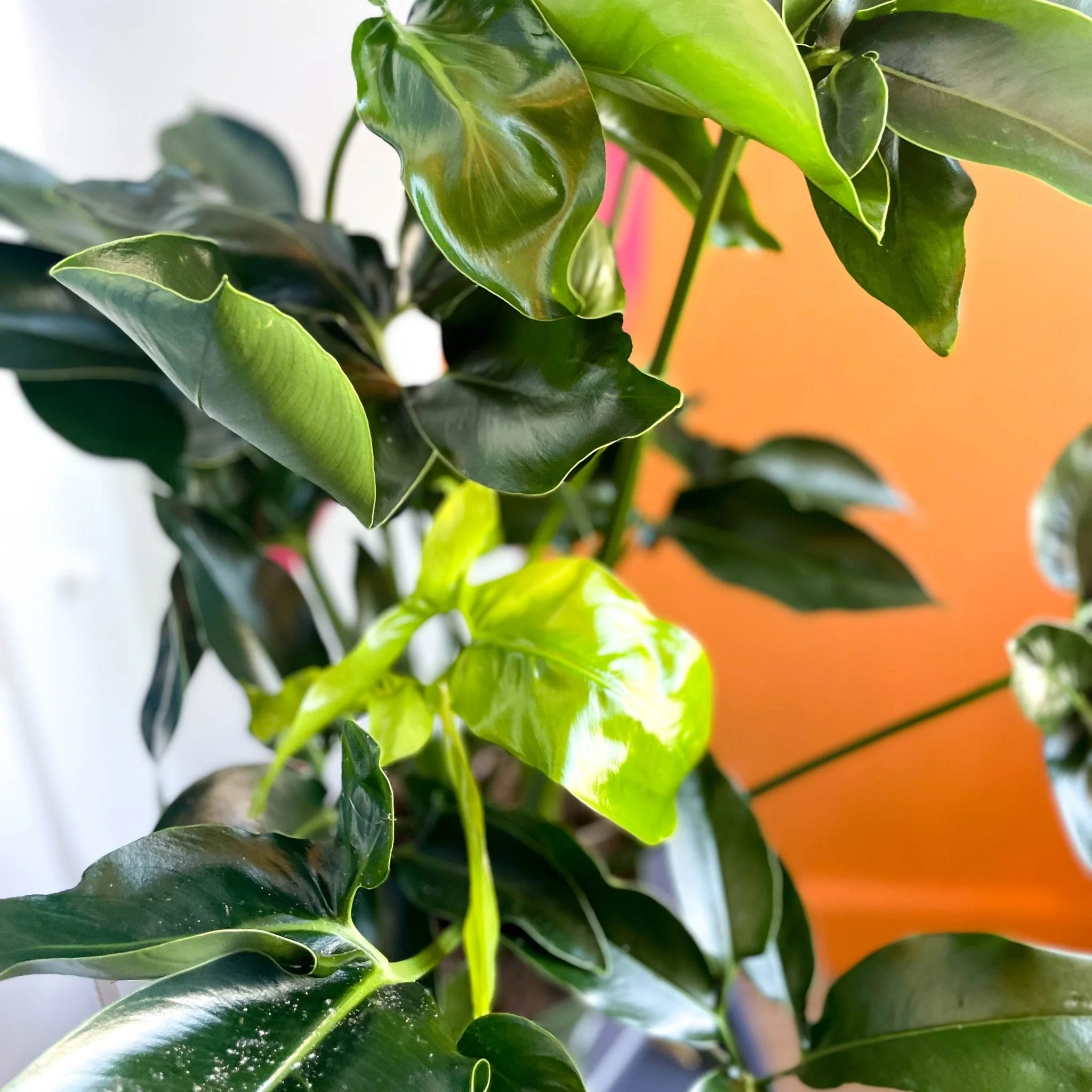 Philodendron 'Green Wonder' - Image 4