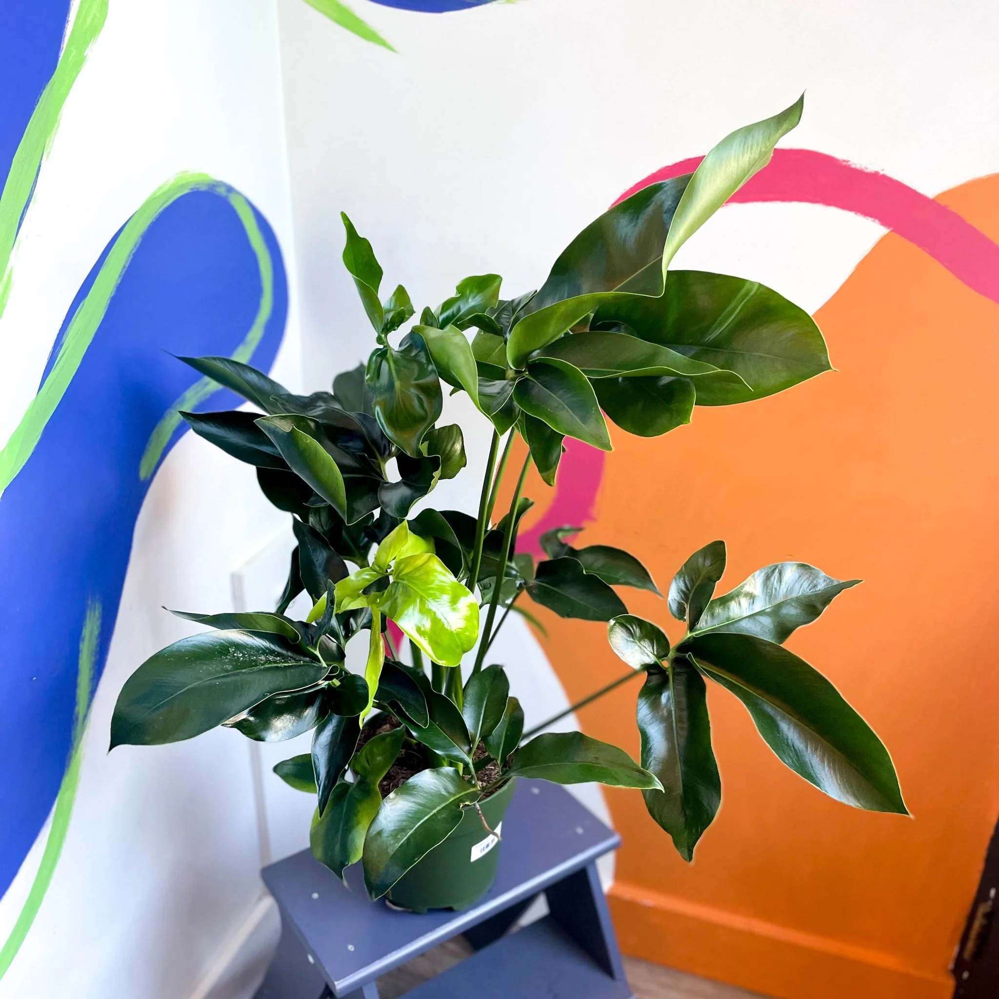 Philodendron 'Green Wonder' - Image 5