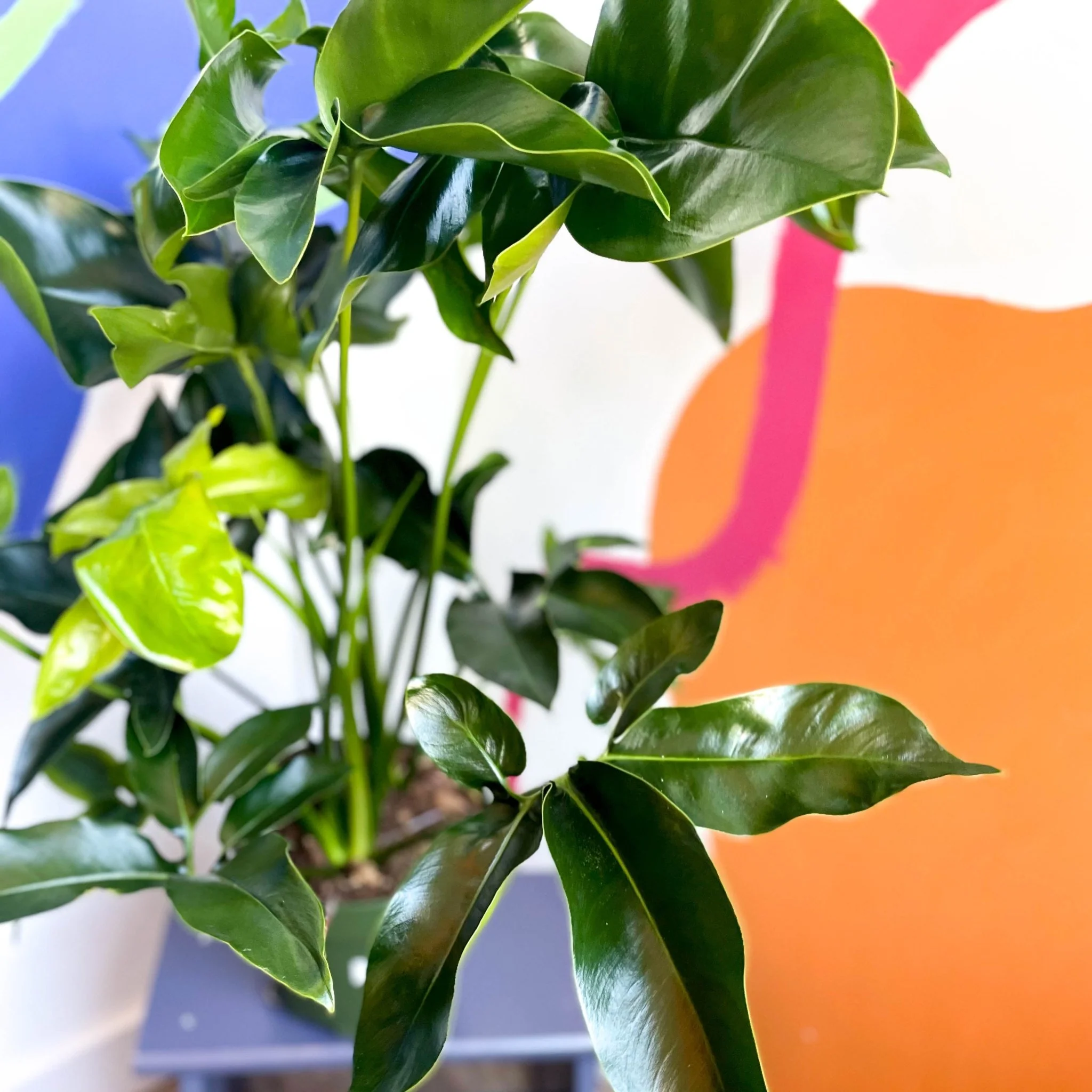 Philodendron 'Green Wonder' - Image 6