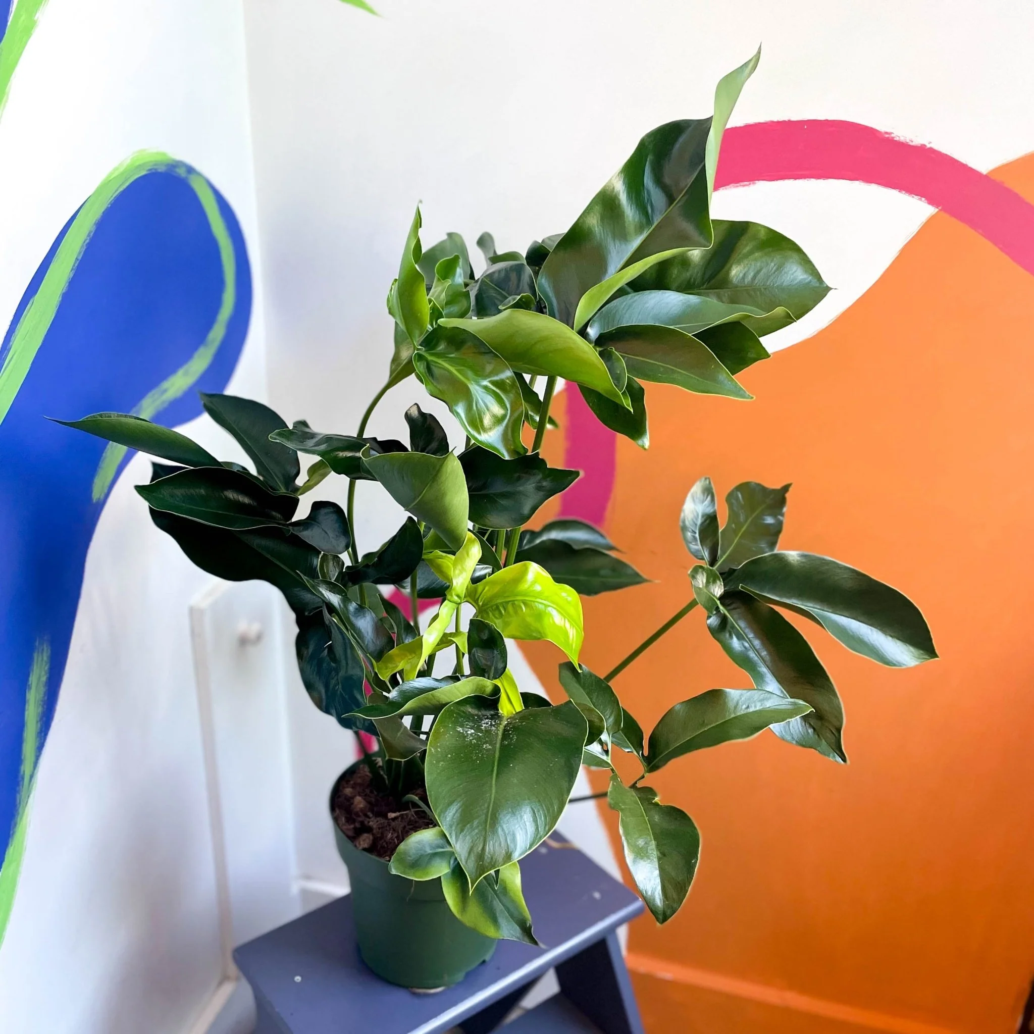 Philodendron 'Green Wonder' - Image 7
