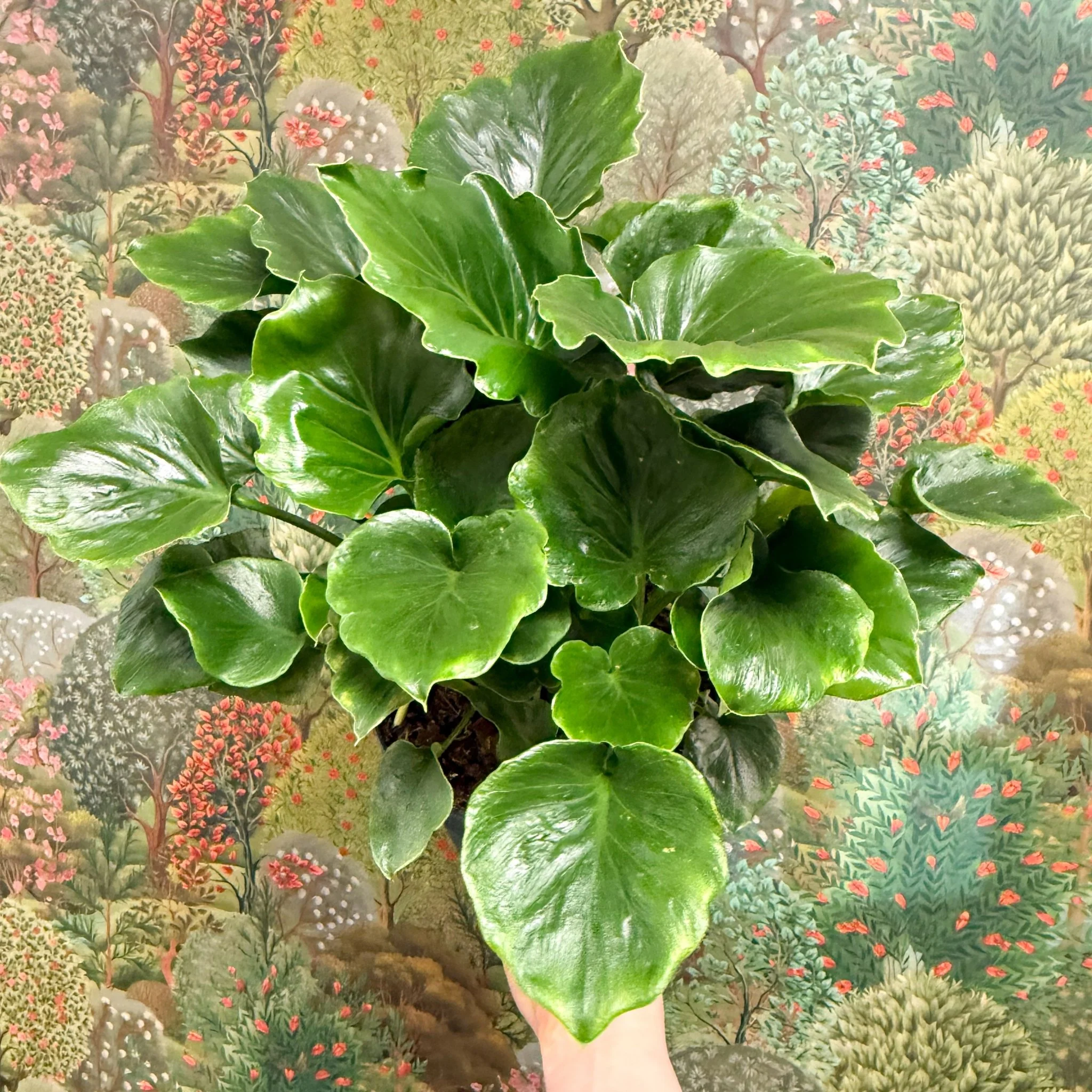 Philodendron ‘Grizzly’ - Image 3