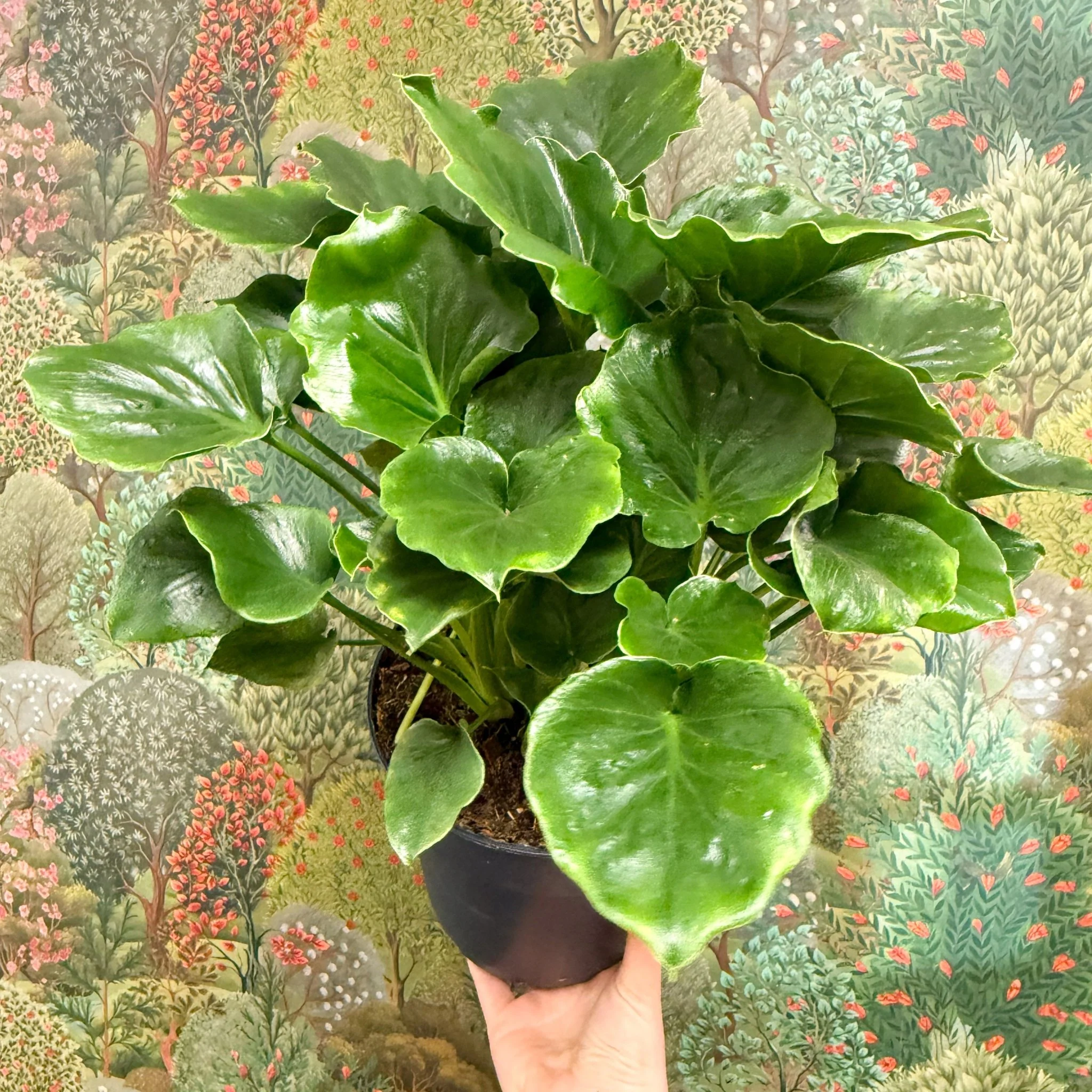 Philodendron ‘Grizzly’ - Image 4