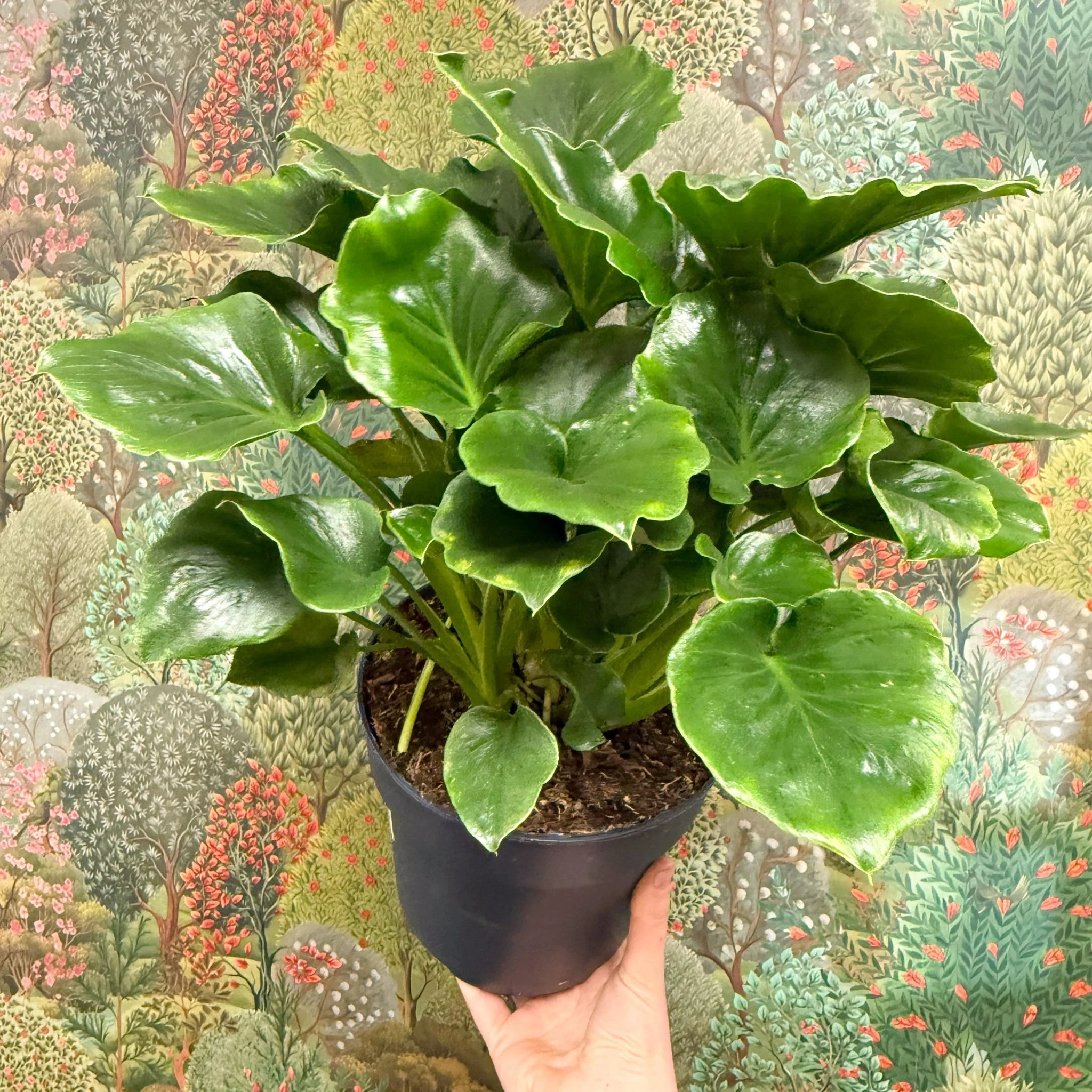 Philodendron ‘Grizzly’ - Image 5