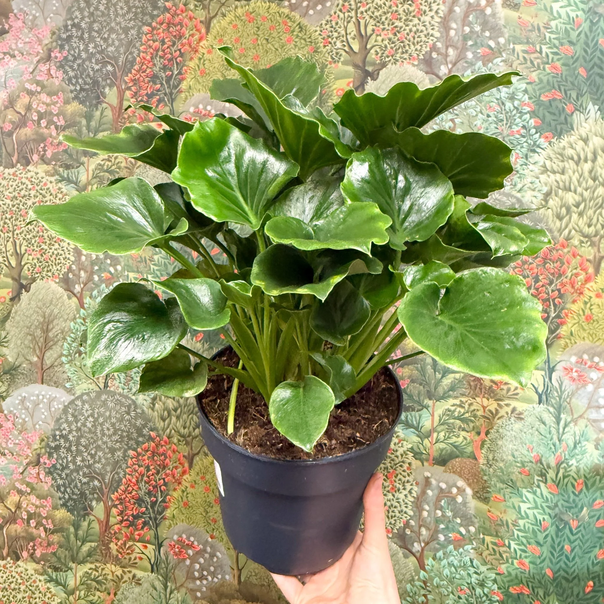 Philodendron ‘Grizzly’ - Image 6