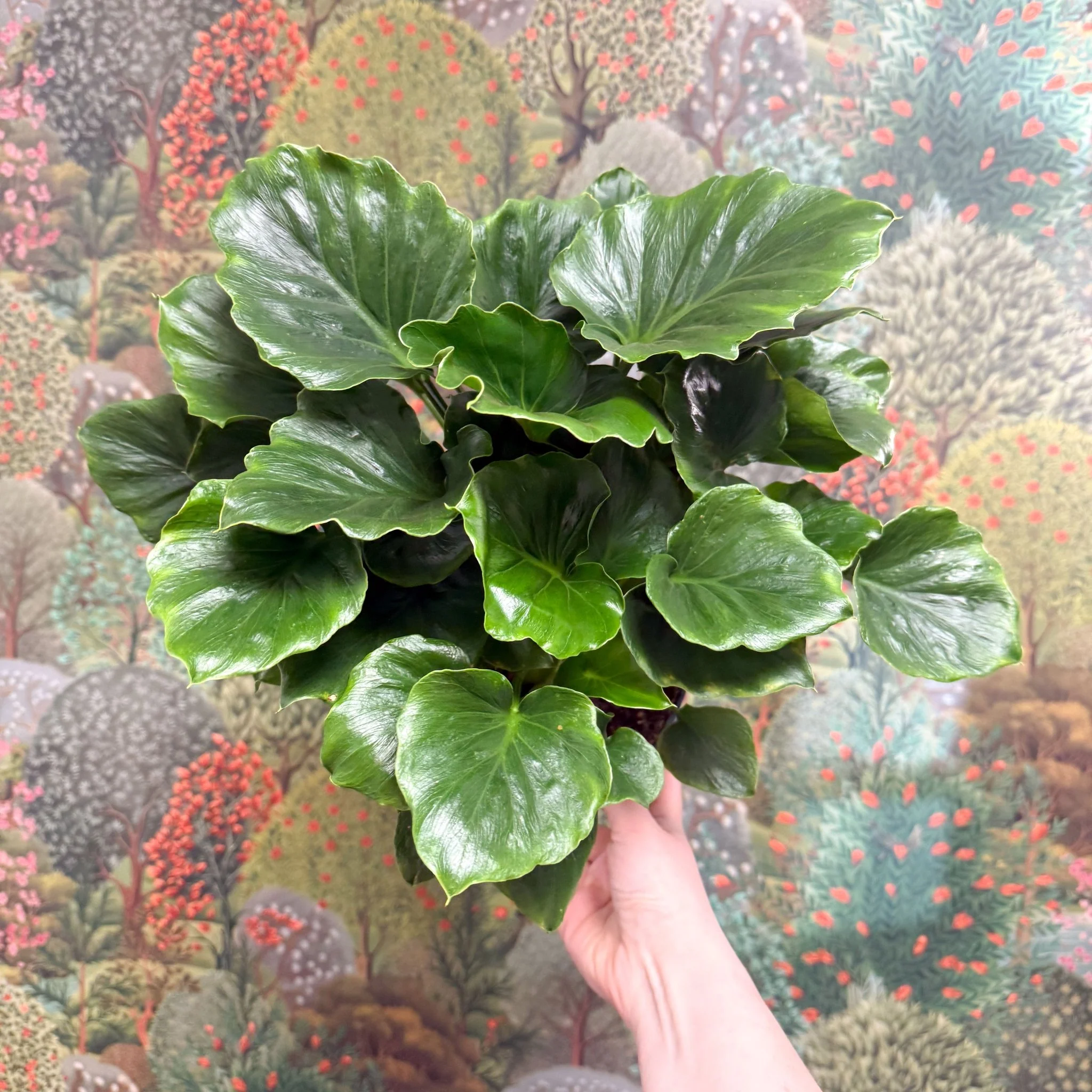 Philodendron ‘Grizzly’ - Image 7